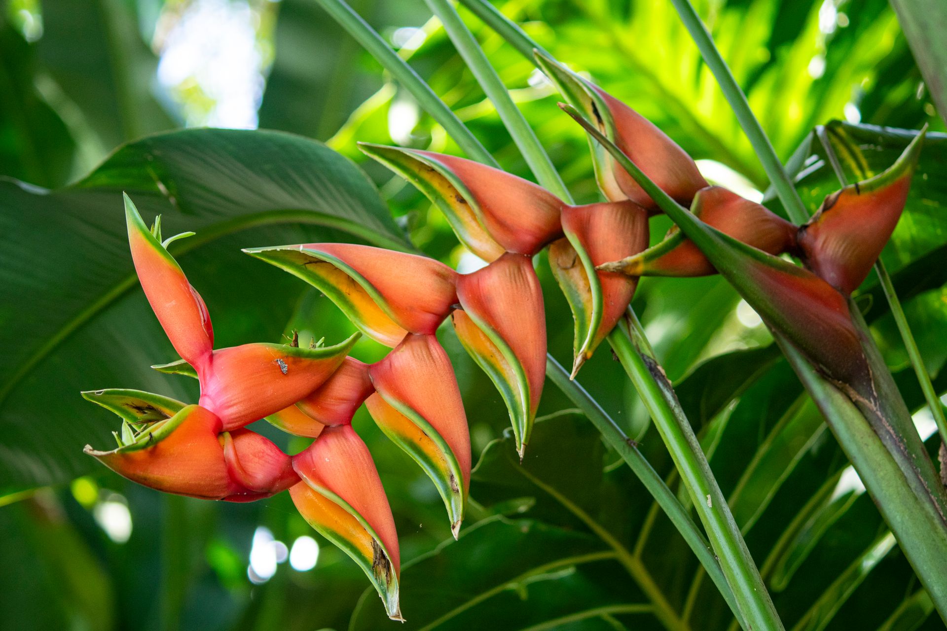 Meus Caminhos, Minha Ilha - Morro de São Paulo - 2 - 0