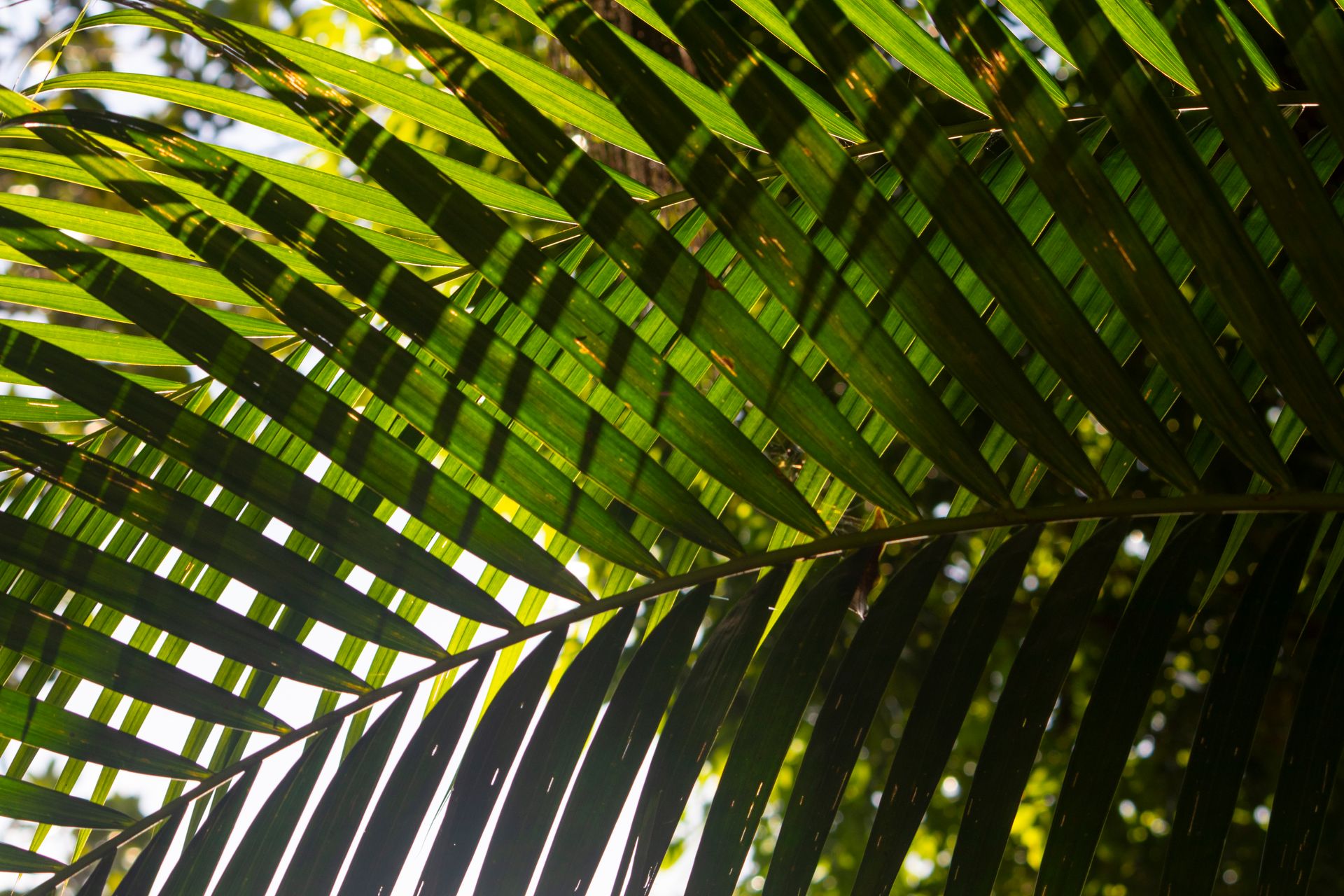 Meus Caminhos, Minha Ilha - Morro de São Paulo - 2 - 1