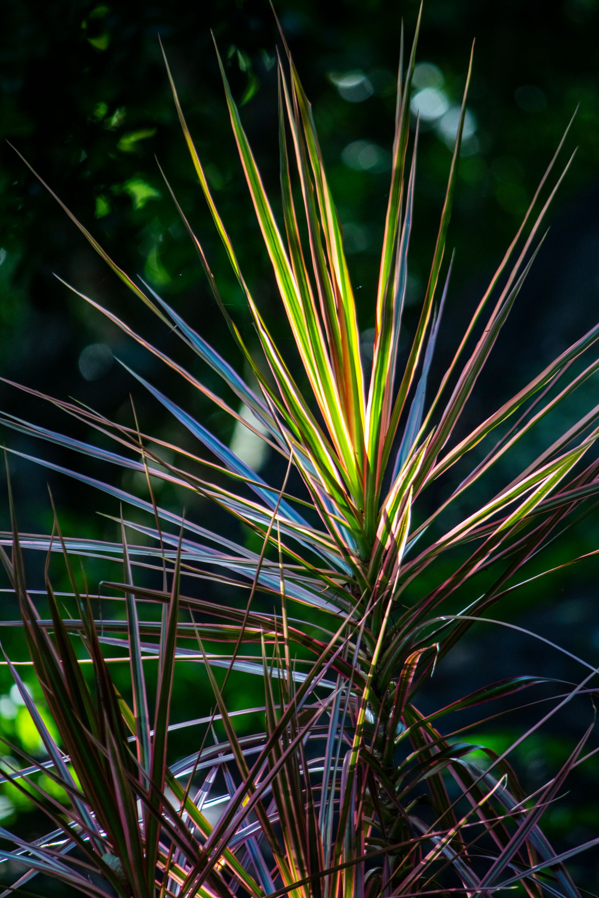 Meus Caminhos, Minha Ilha - Morro de São Paulo - 2 - 0