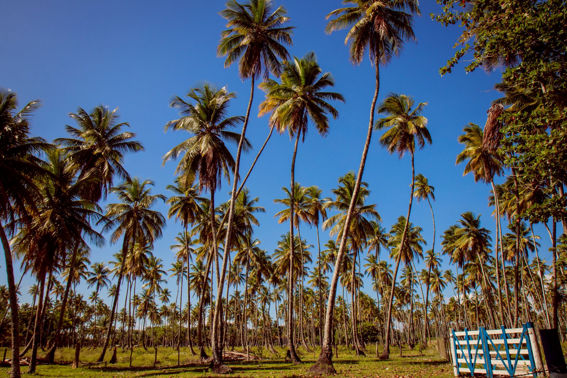 Meus Caminhos, Minha Ilha - Morro de São Paulo - 2 - 0