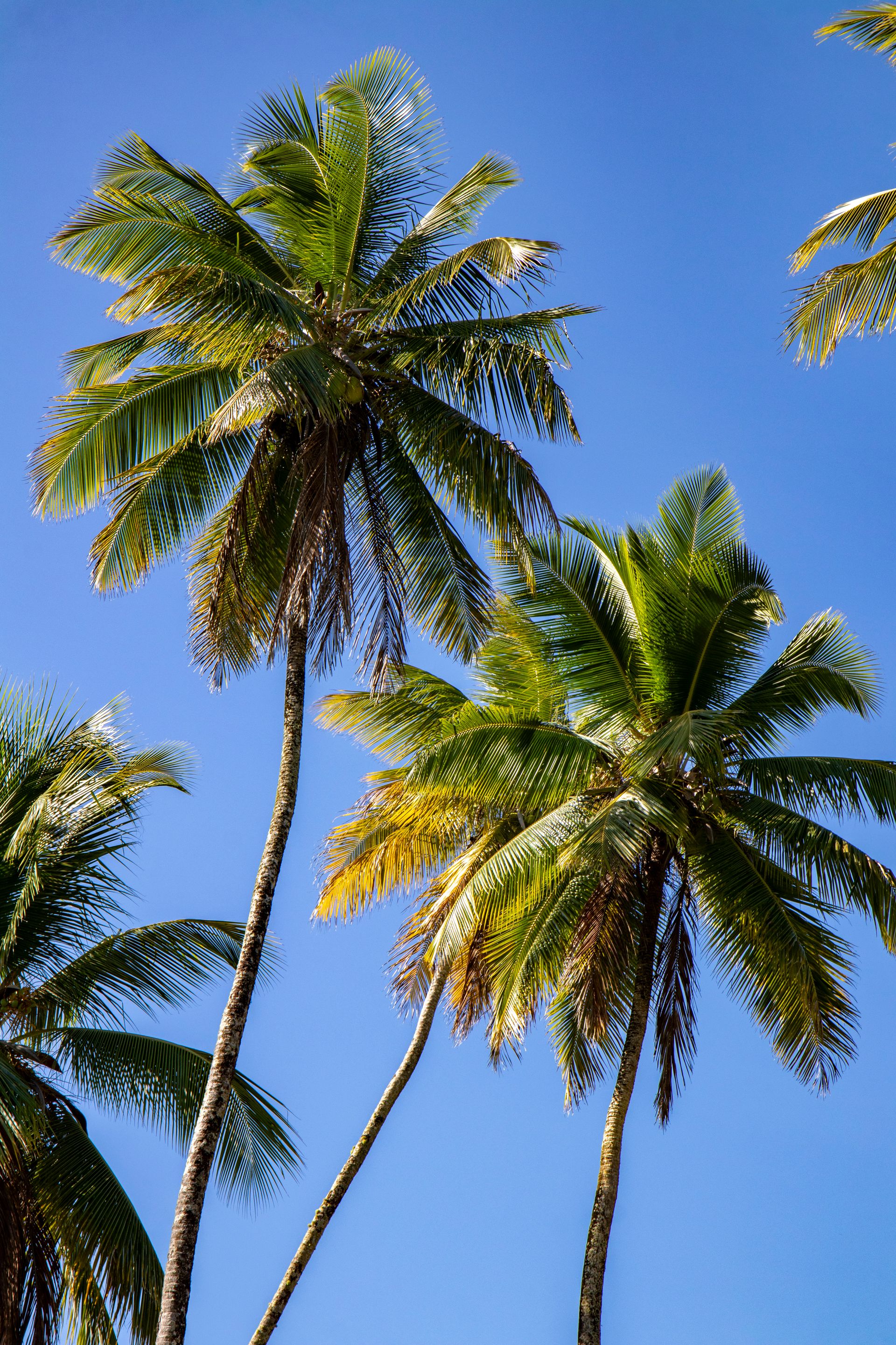 Meus Caminhos, Minha Ilha - Morro de São Paulo - 2 - 0