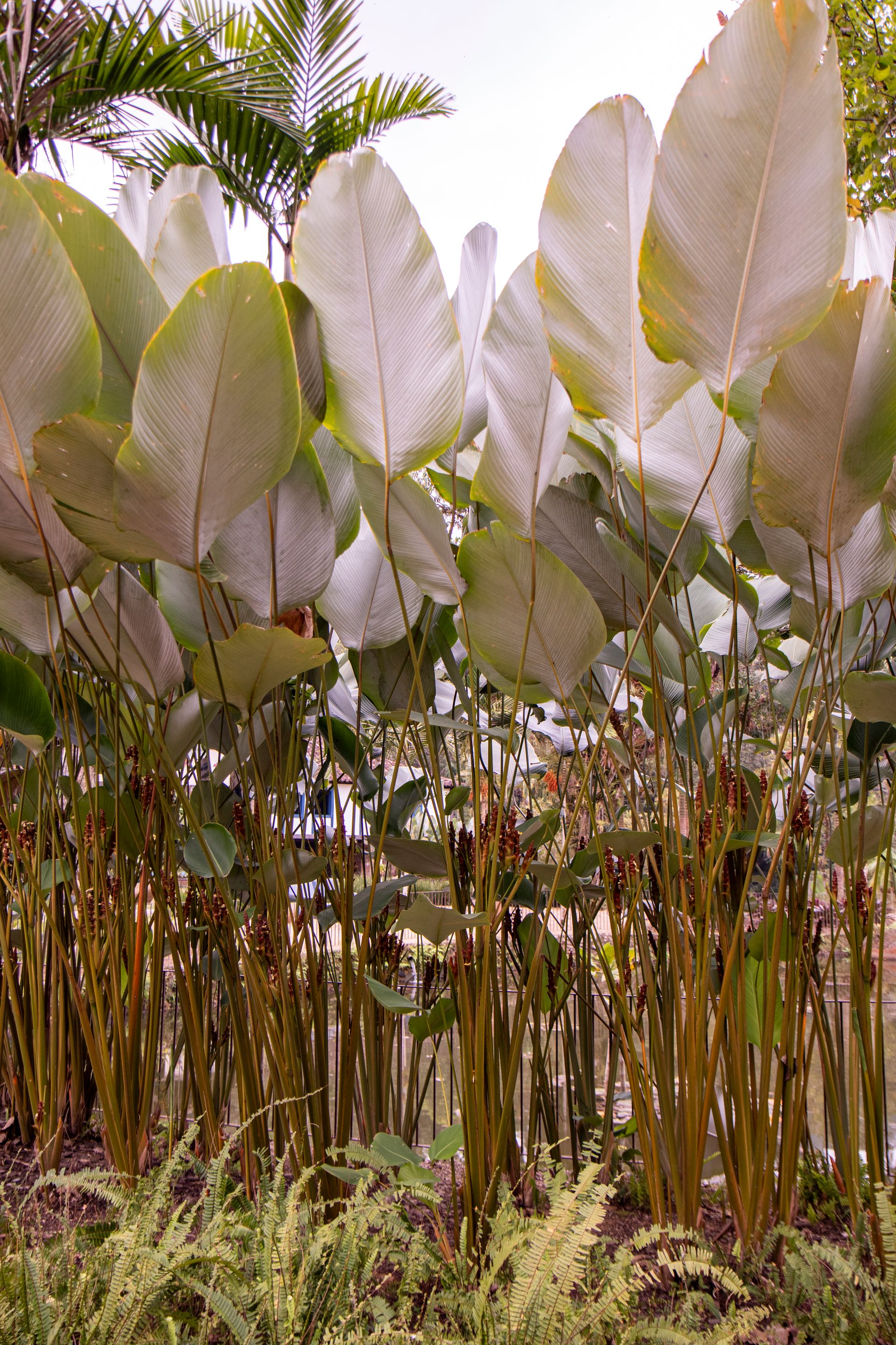 Refúgio Atlântico - Paraty - 2 - 1