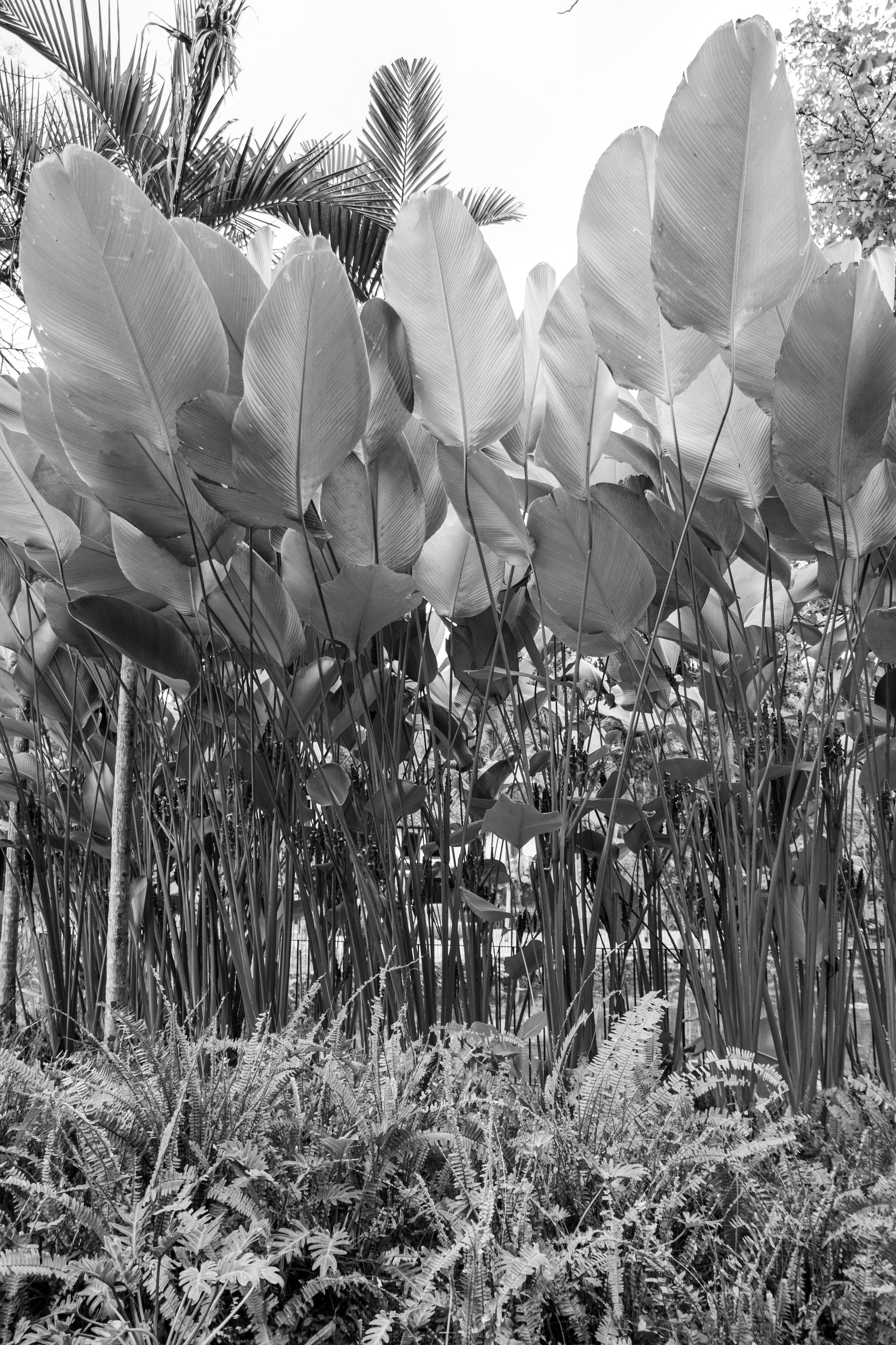 Refúgio Atlântico - Paraty - 2 - 0