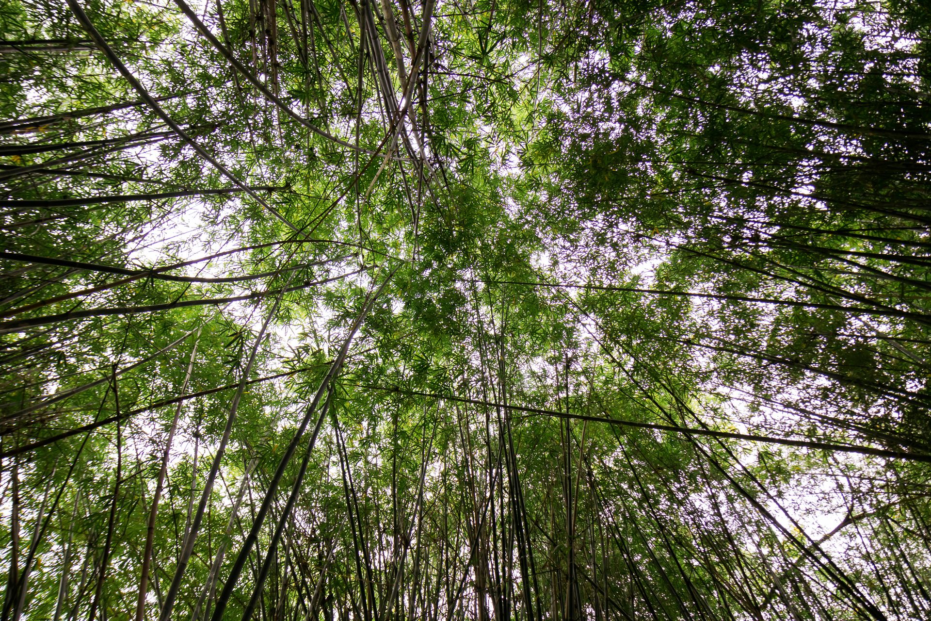 Refúgio Atlântico - Paraty - 2 - 0