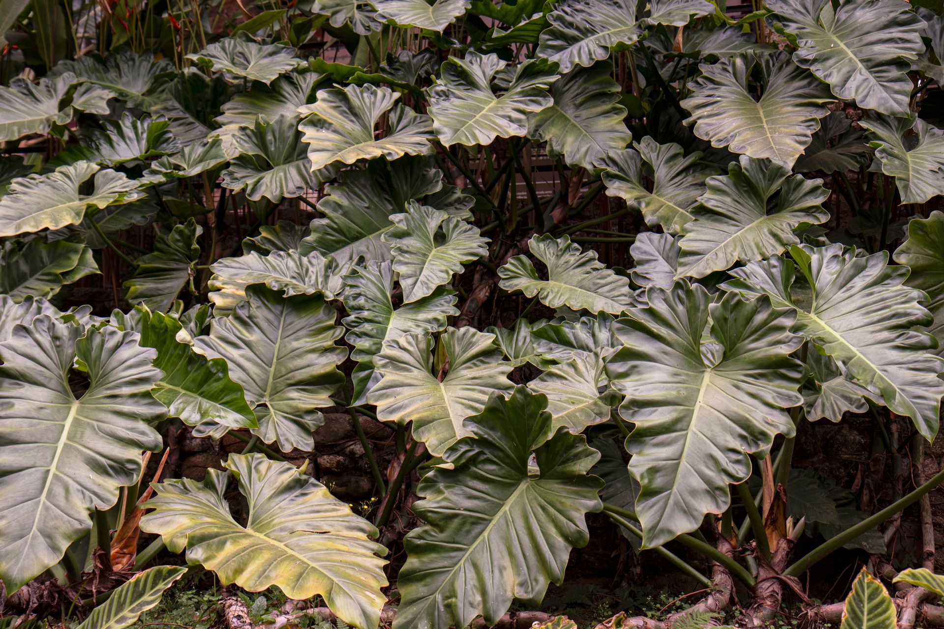 Refúgio Atlântico - Paraty - 2 - 1