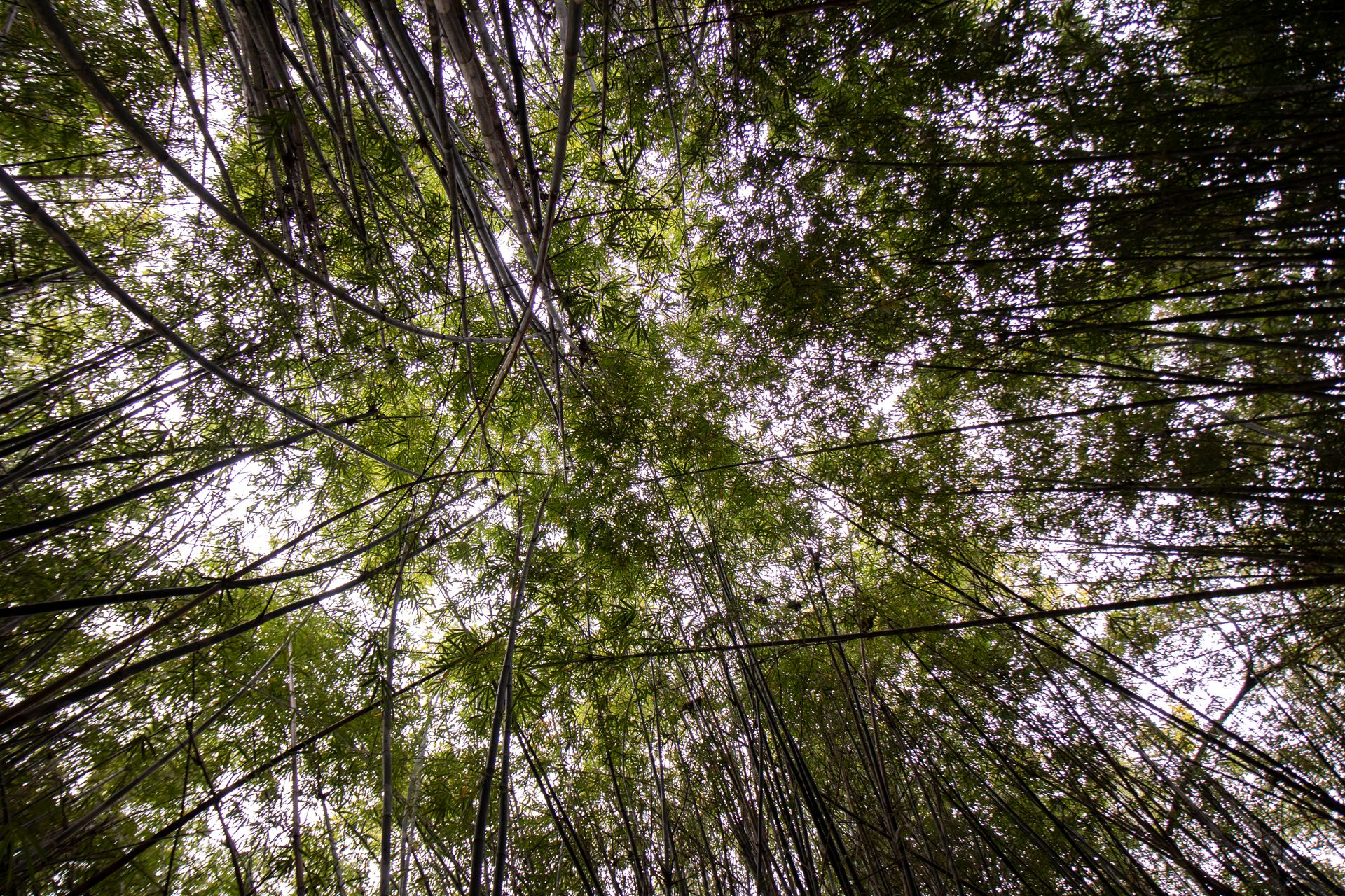 Refúgio Atlântico - Paraty - 2 - 0