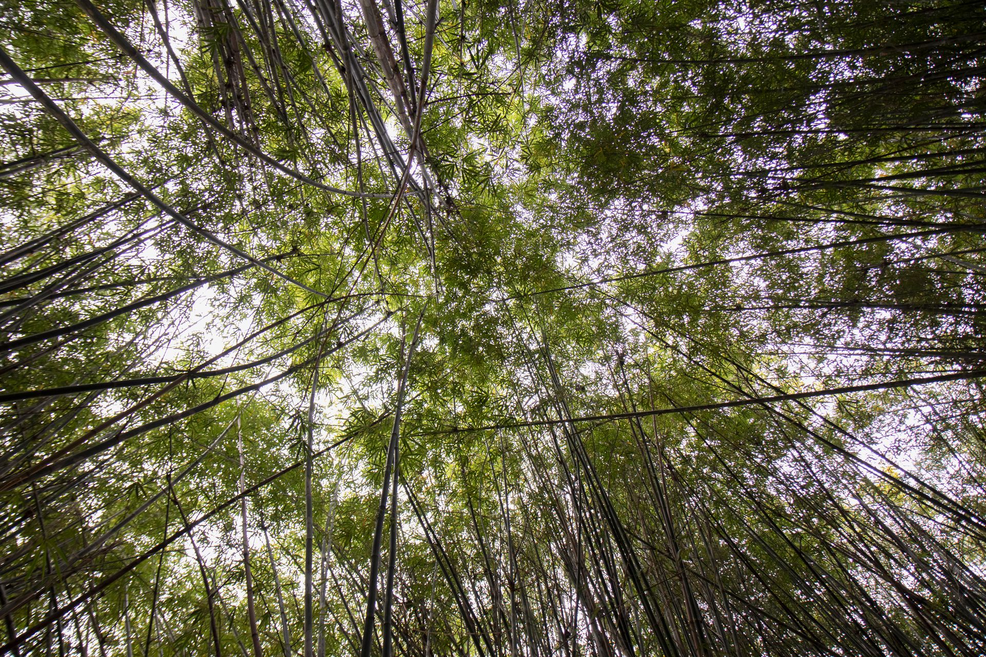 Refúgio Atlântico - Paraty - 2 - 1