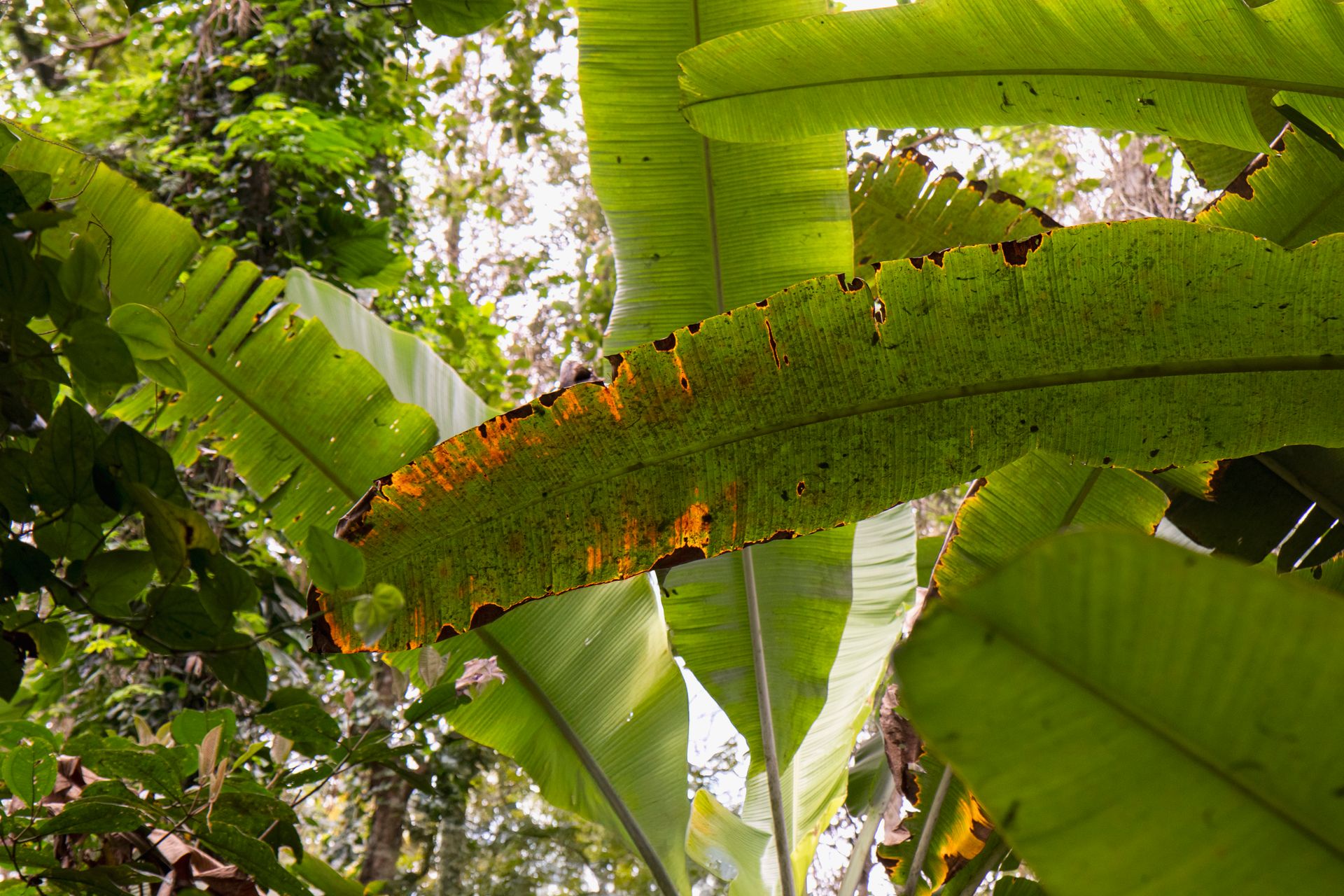 Refúgio Atlântico - Paraty - 2 - 1
