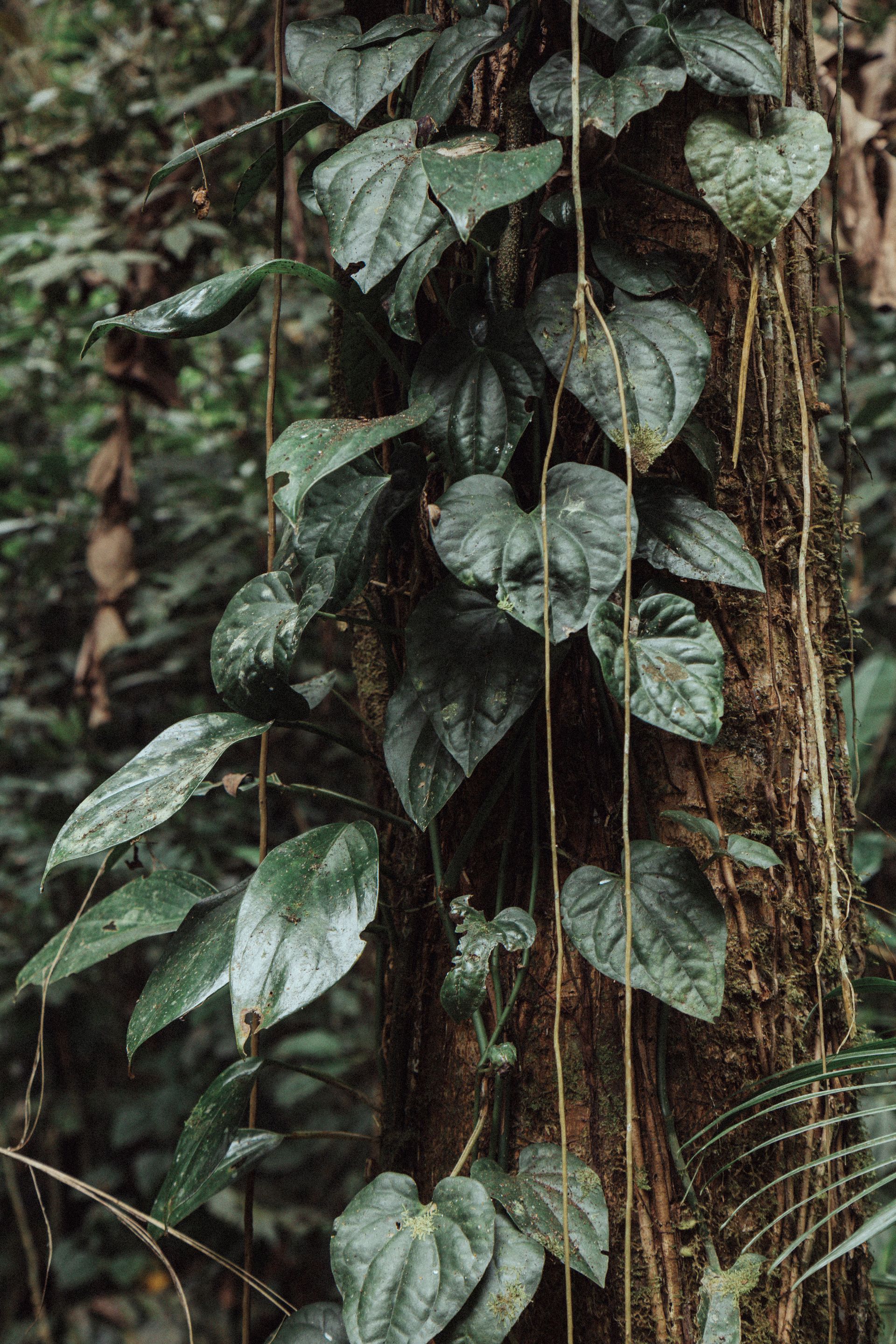 Refúgio Atlântico - Paraty - 2 - 0