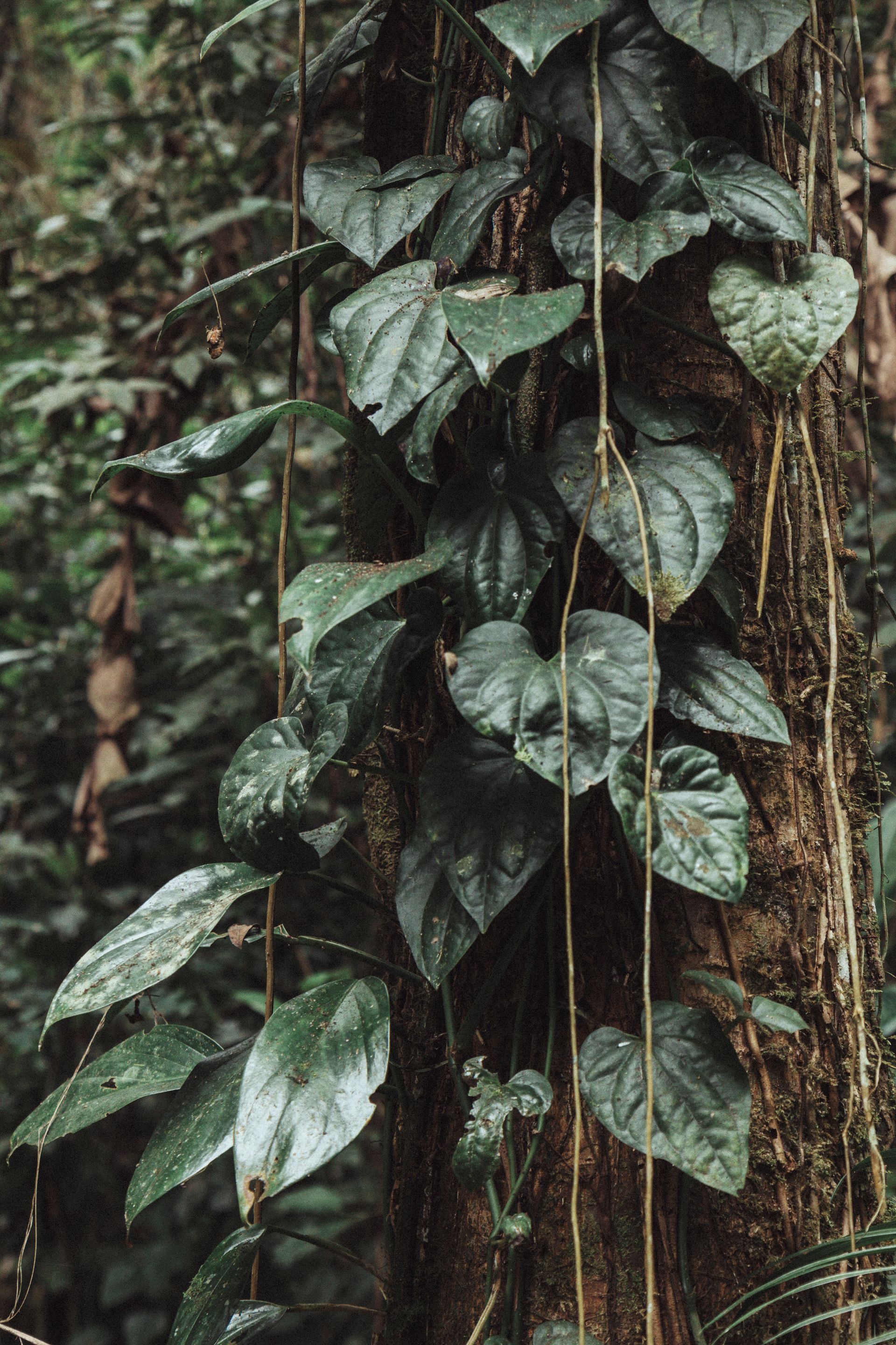 Refúgio Atlântico - Paraty - 2 - 0