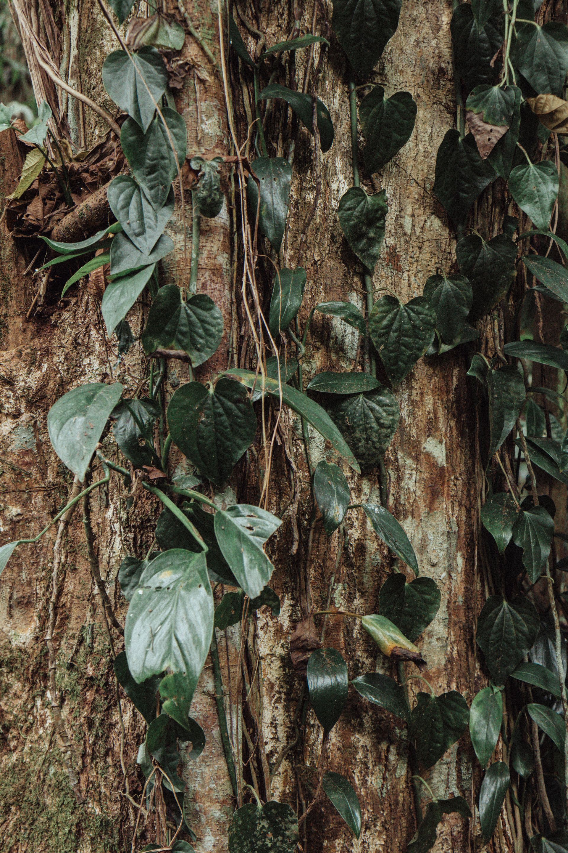 Refúgio Atlântico - Paraty - 2 - 1