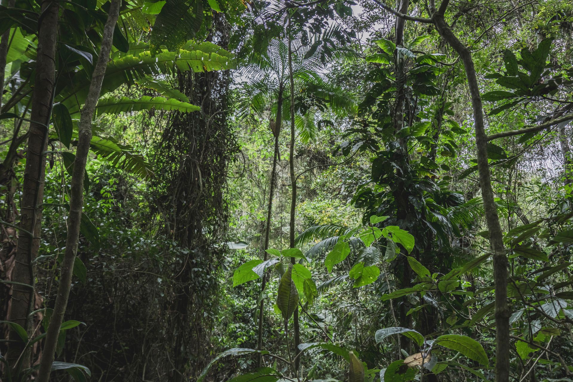Refúgio Atlântico - Paraty - 2 - 0
