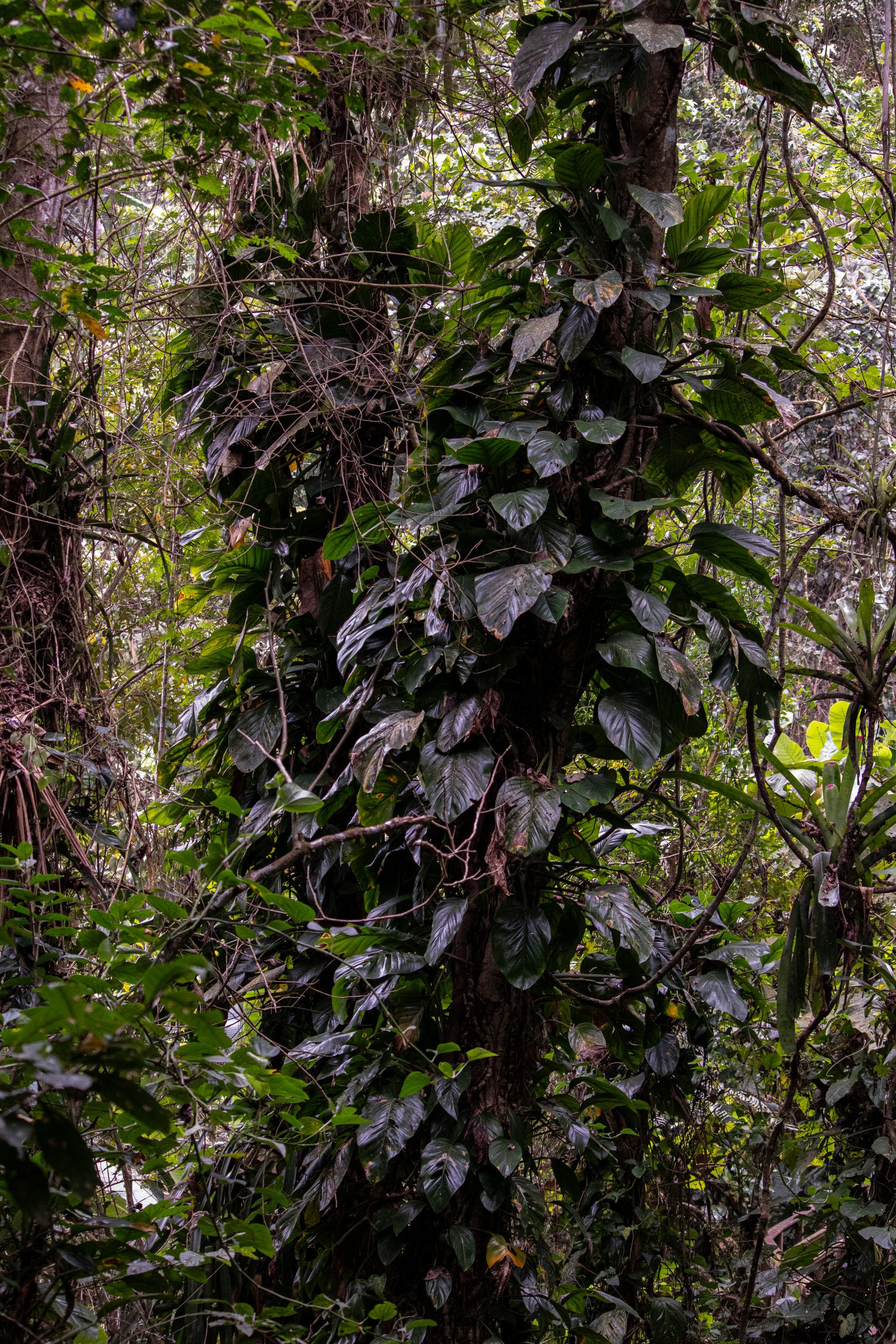 Refúgio Atlântico - Paraty - 2 - 0
