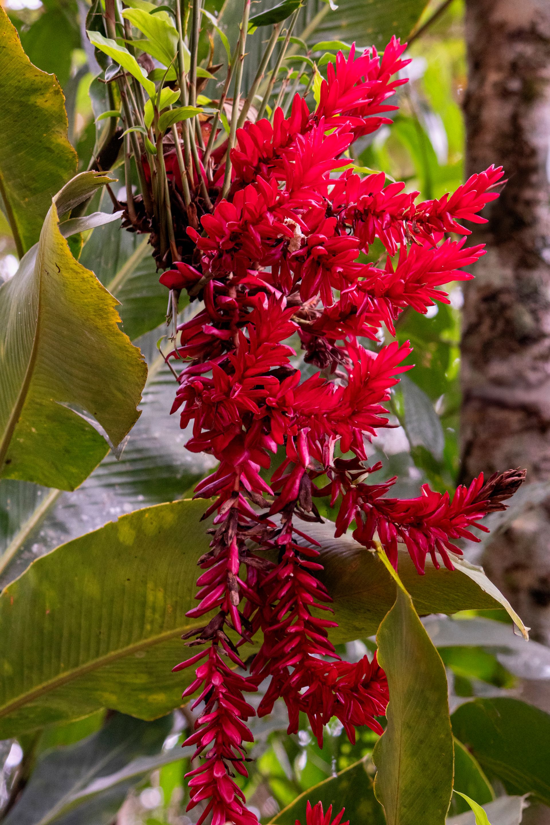 Refúgio Atlântico - Paraty - 2 - 1