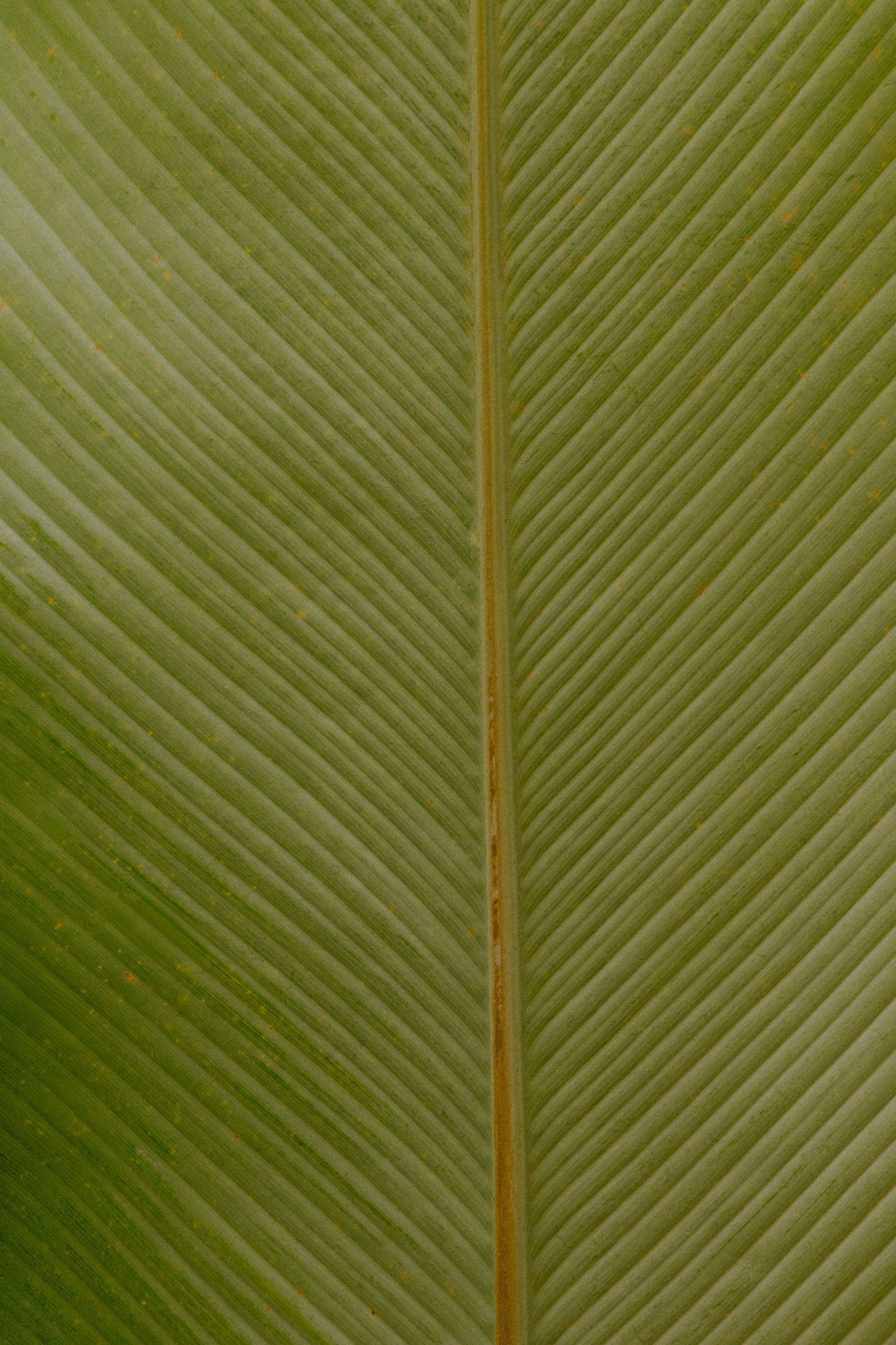 Refúgio Atlântico - Paraty - 2 - 0