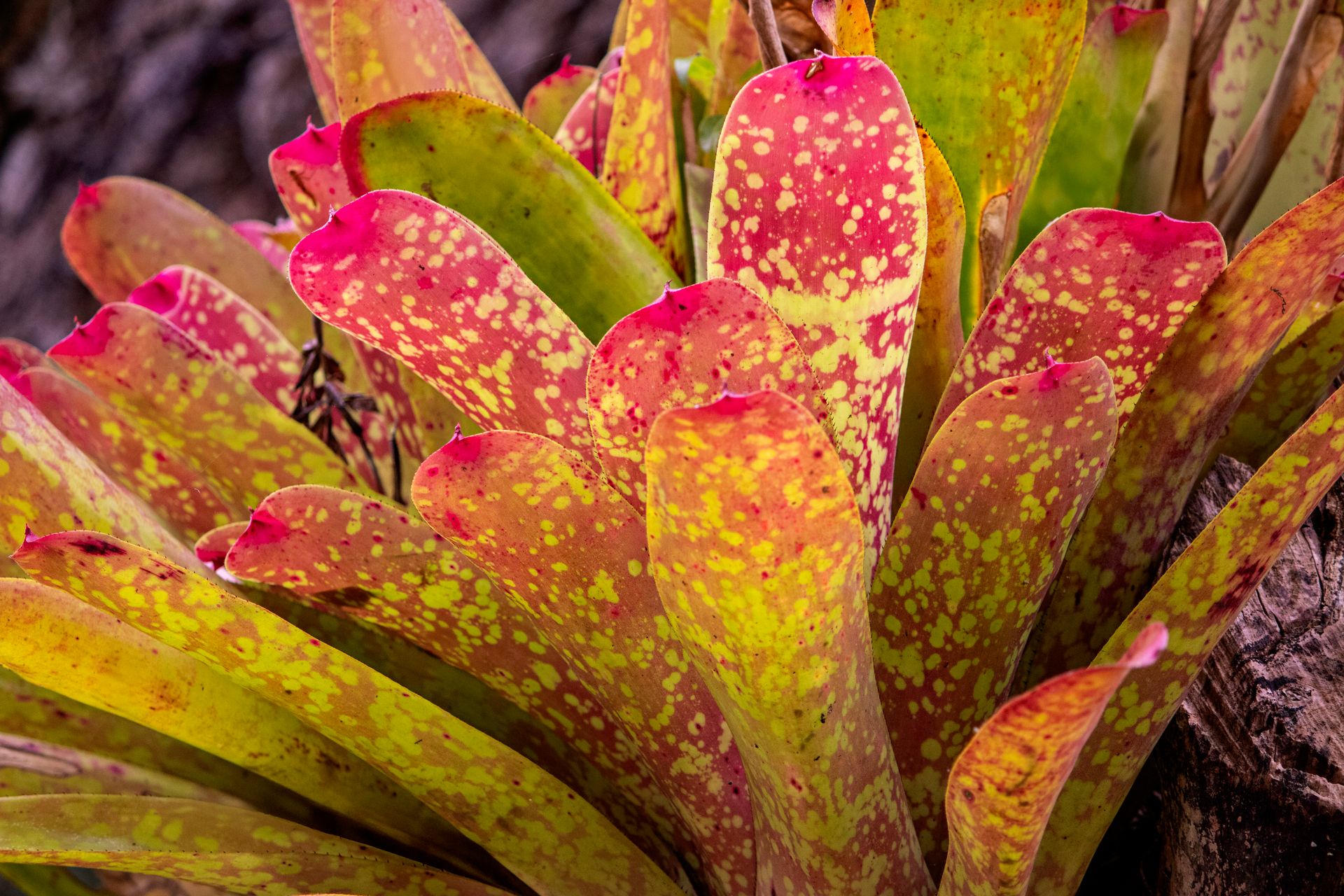 Refúgio Atlântico - Paraty - 2 - 1