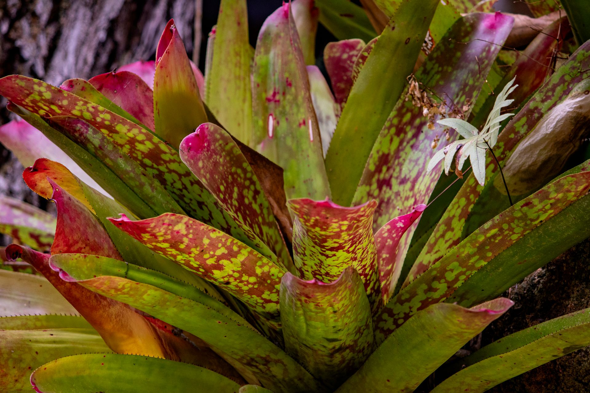 Refúgio Atlântico - Paraty - 2 - 1