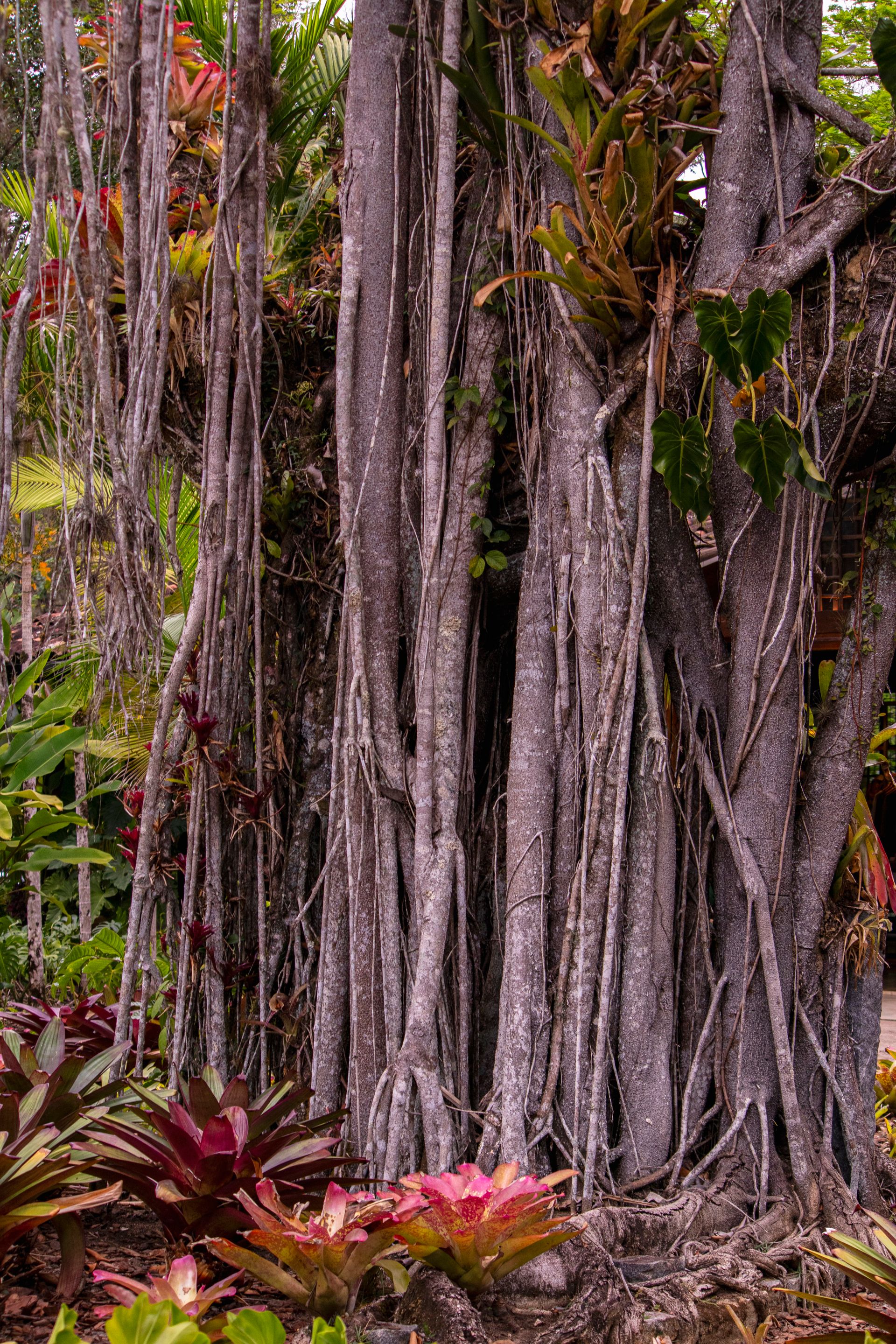 Refúgio Atlântico - Paraty - 2 - 0