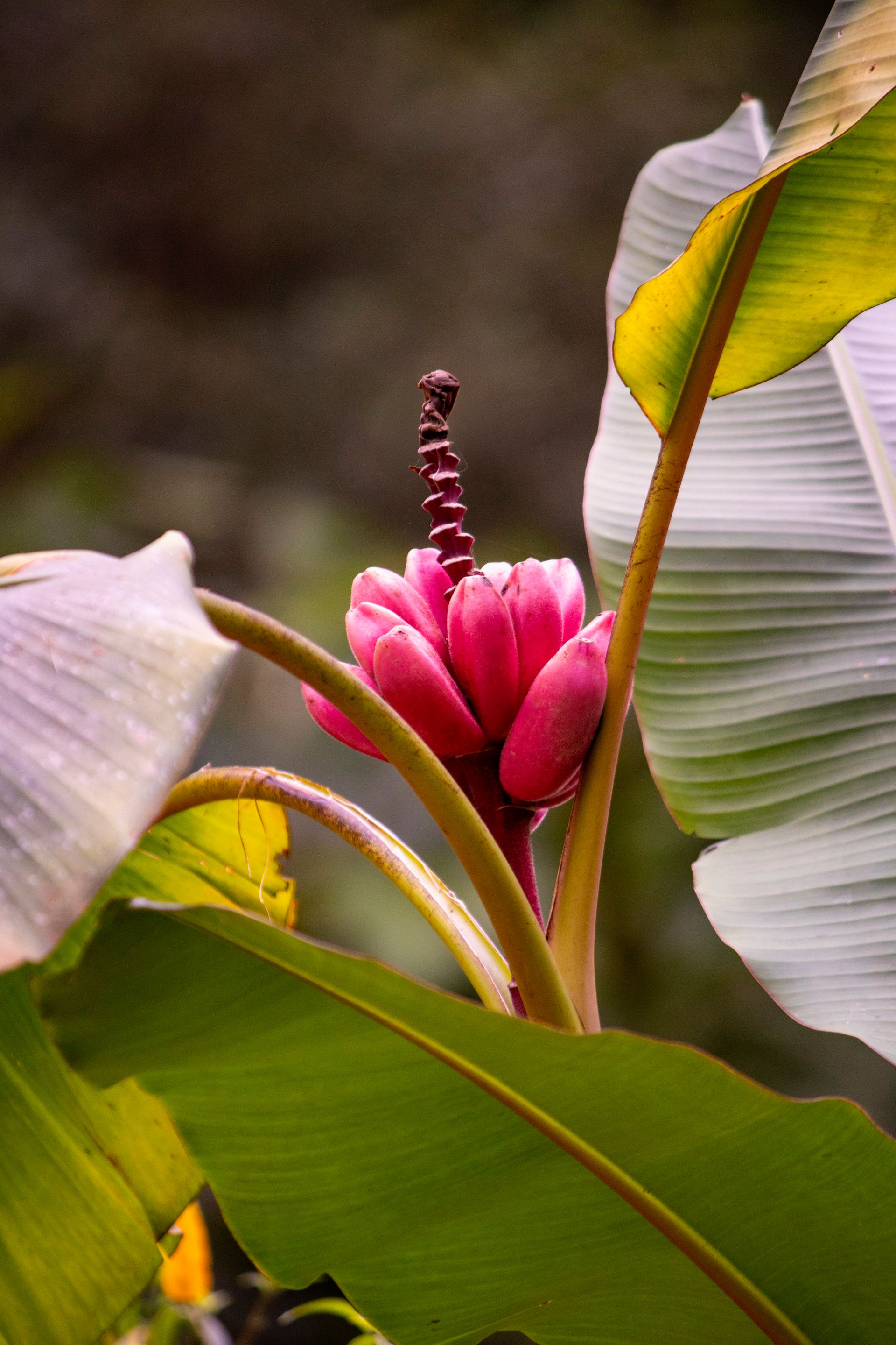 Refúgio Atlântico - Paraty - 2 - 0