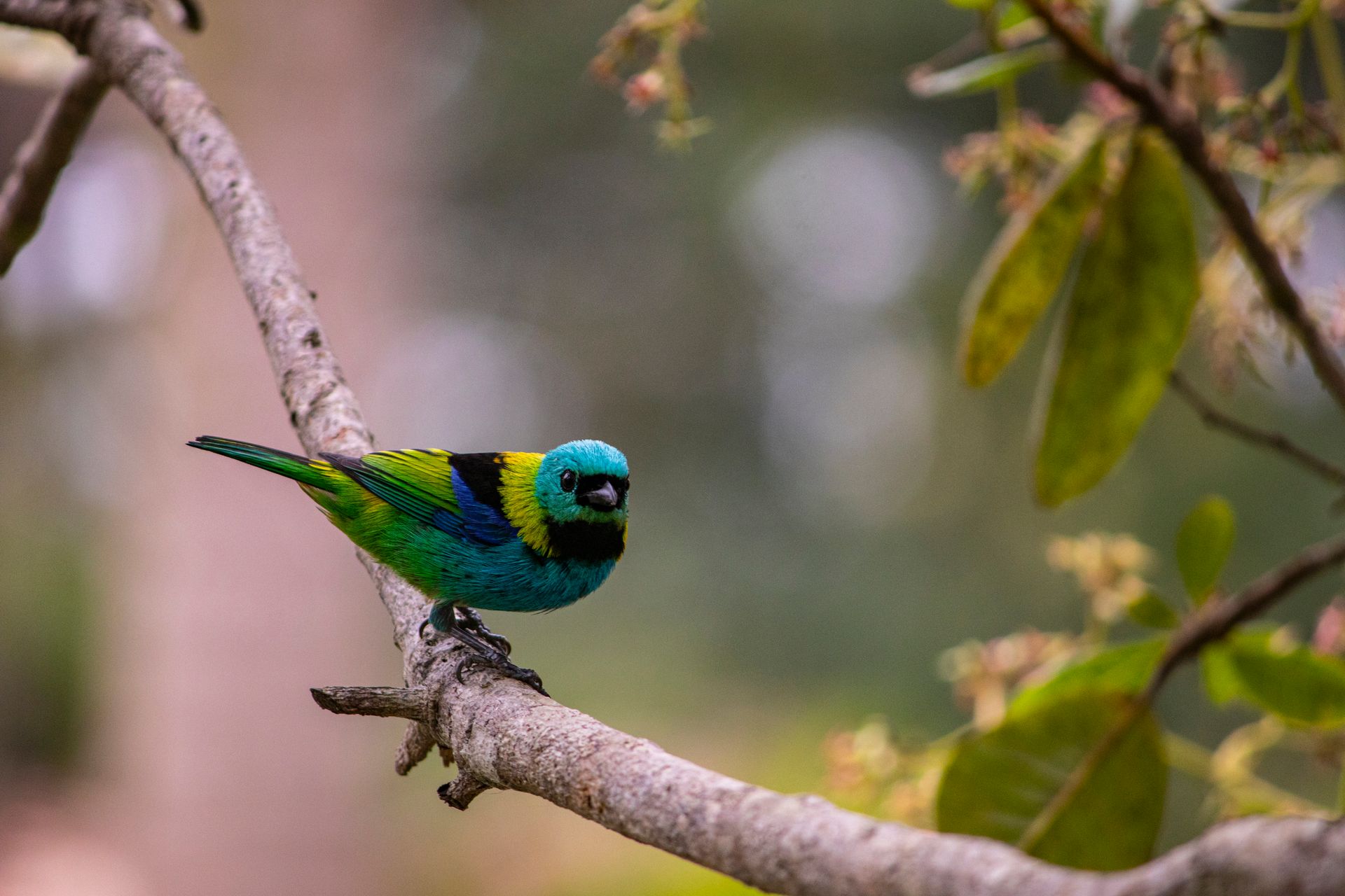 Refúgio Atlântico - Paraty - 2 - 0