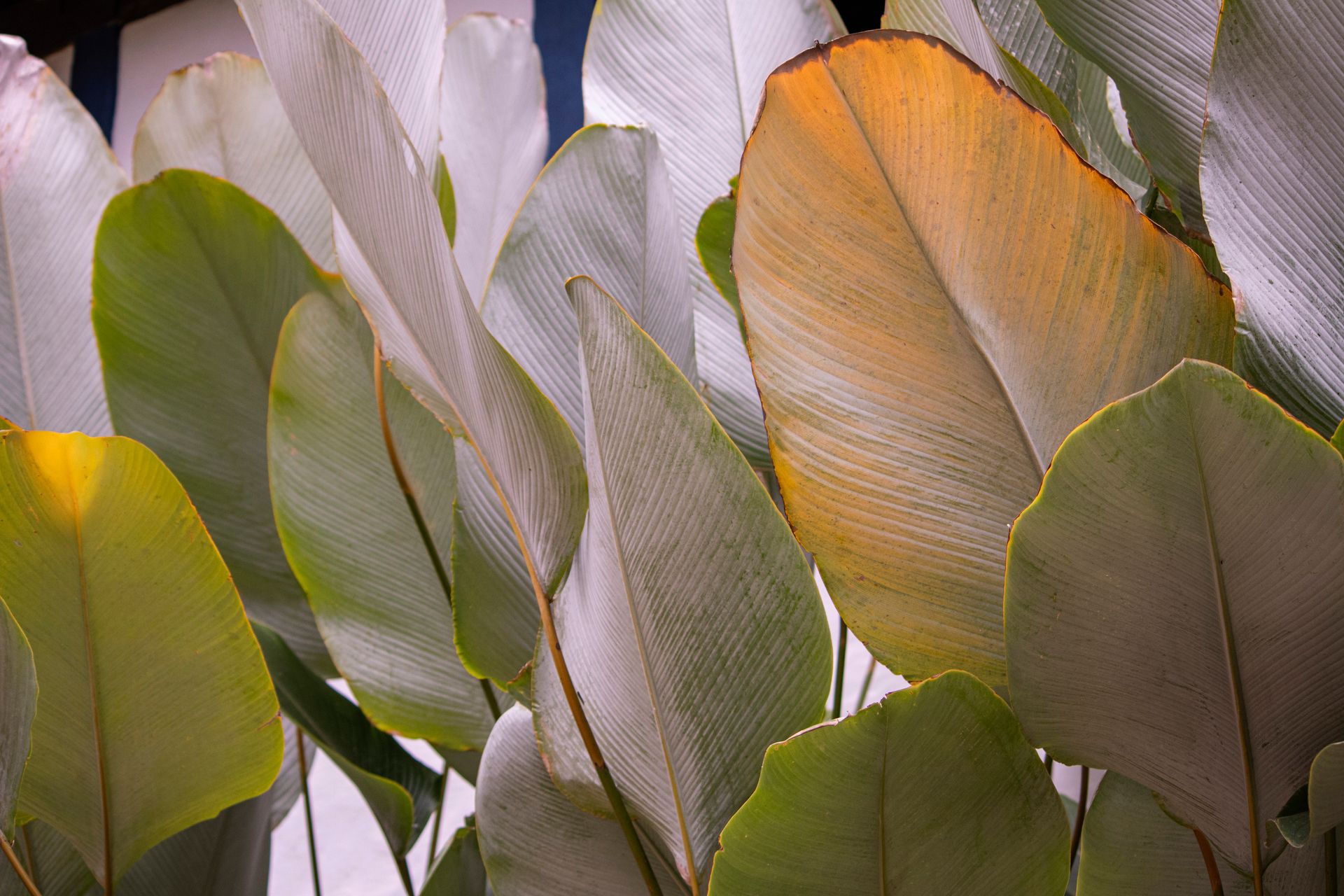 Refúgio Atlântico - Paraty - 2 - 0