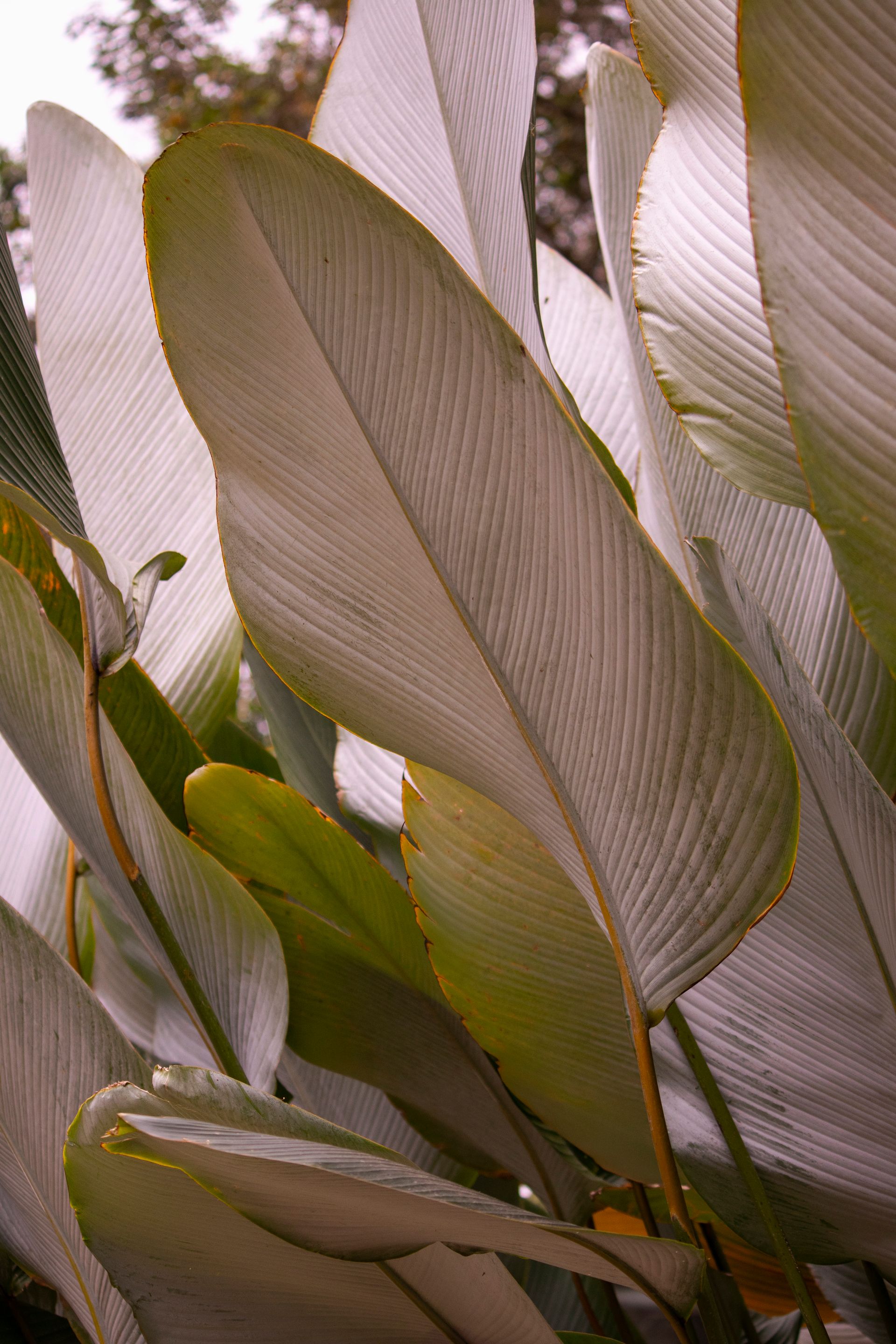 Refúgio Atlântico - Paraty - 2 - 1