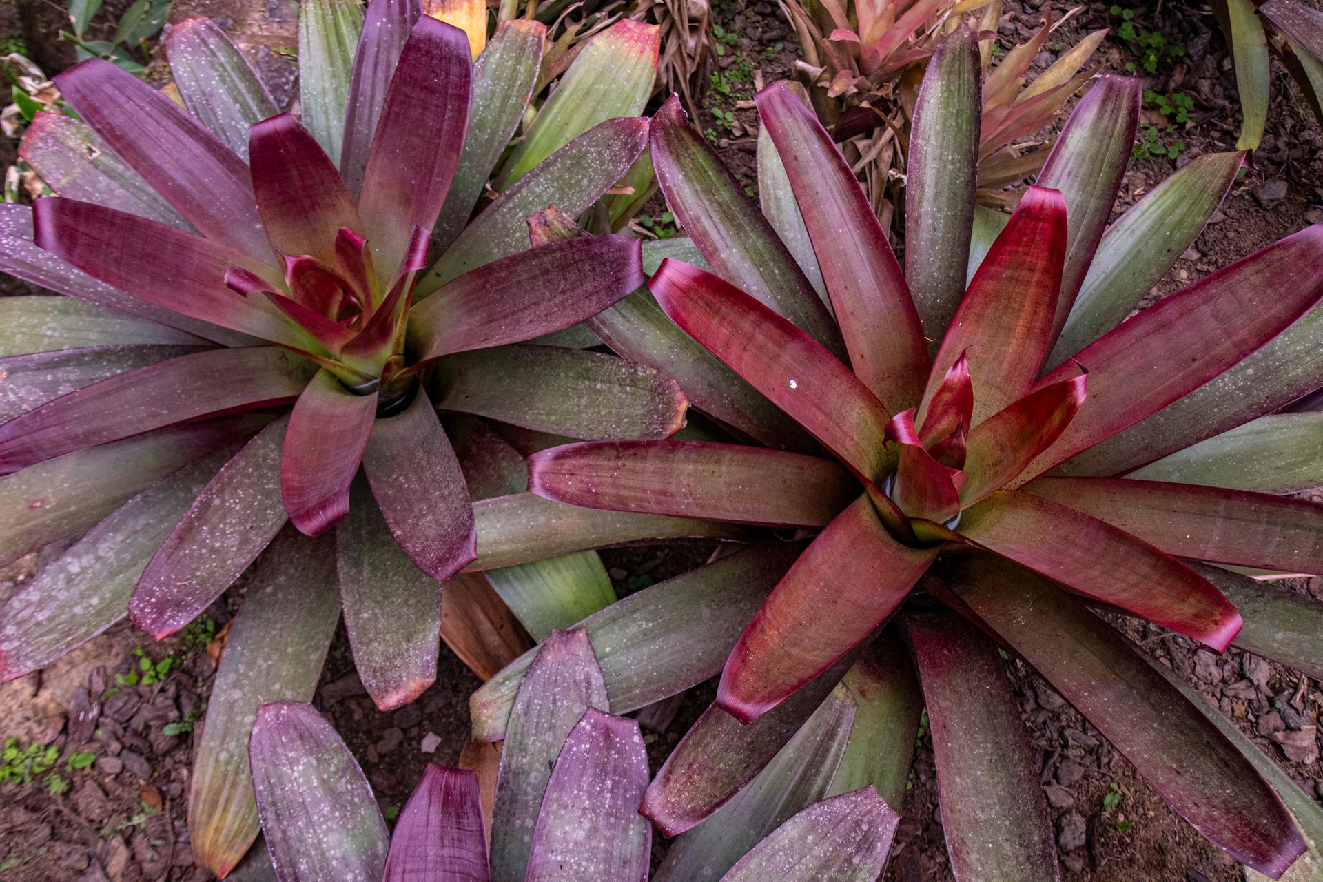 Refúgio Atlântico - Paraty - 2 - 1