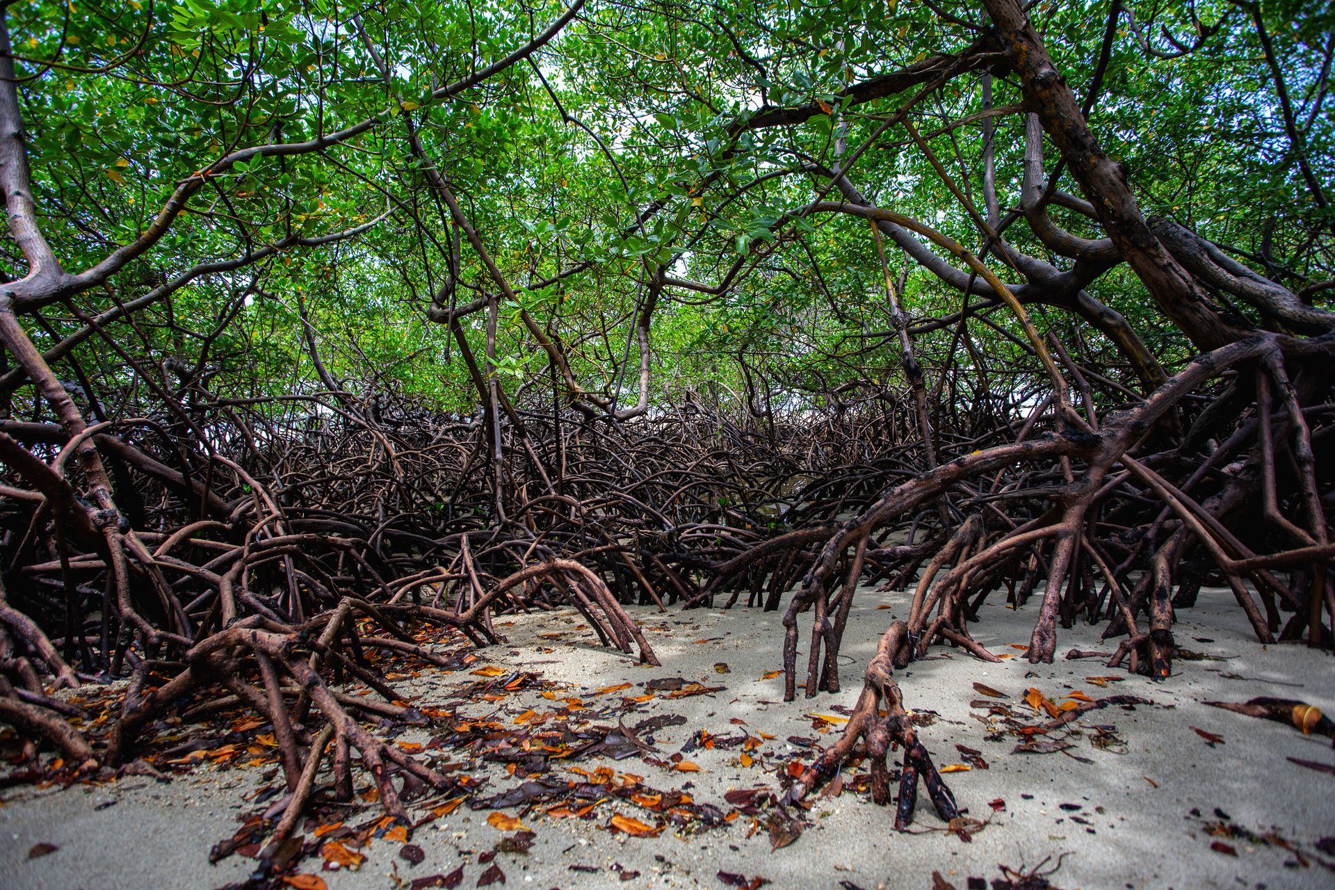 Entre Areias e Encantos - Boipeba e Moreré - 2 - 1