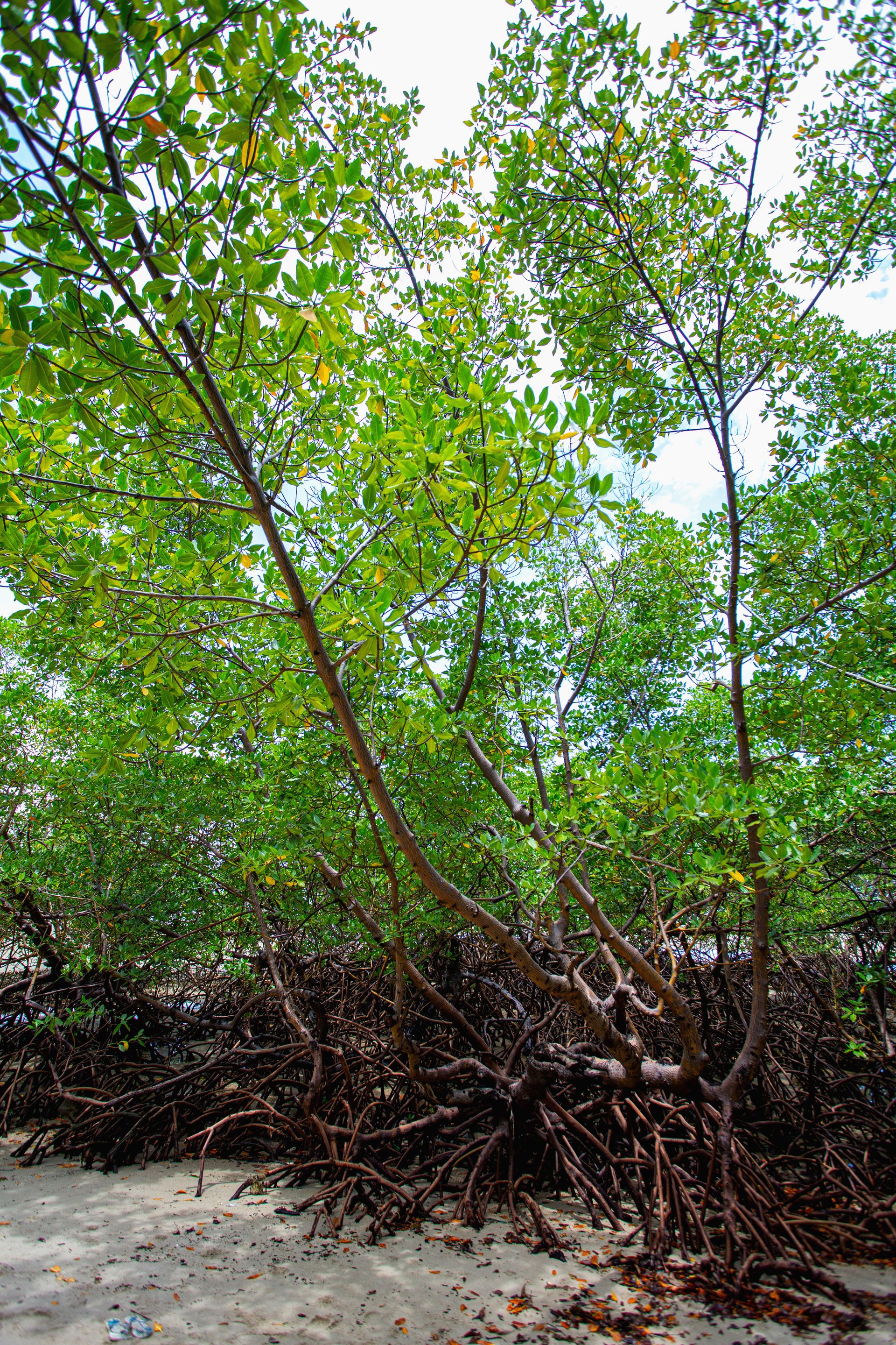Entre Areias e Encantos - Boipeba e Moreré - 2 - 0