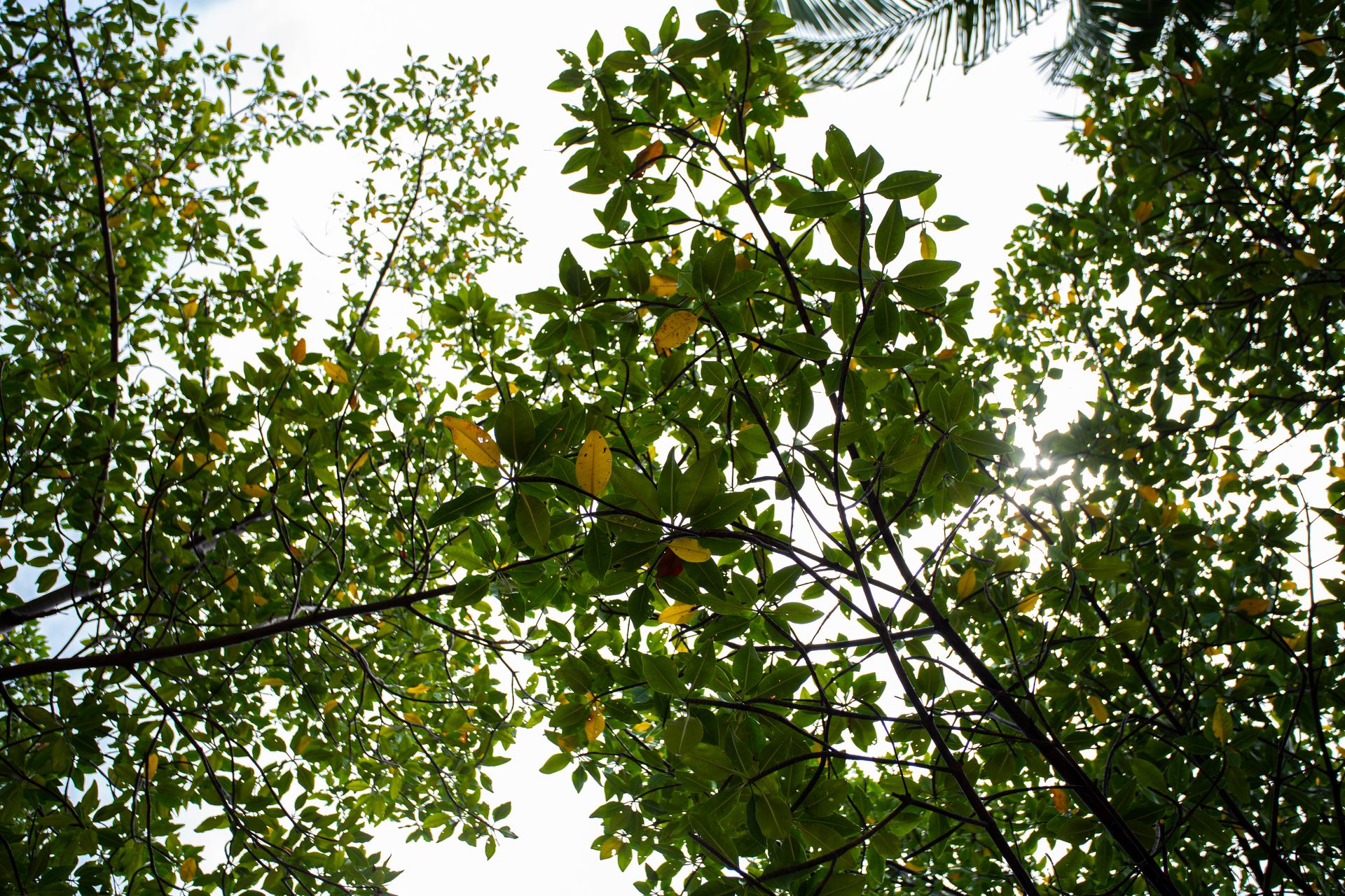 Entre Areias e Encantos - Boipeba e Moreré - 2 - 1