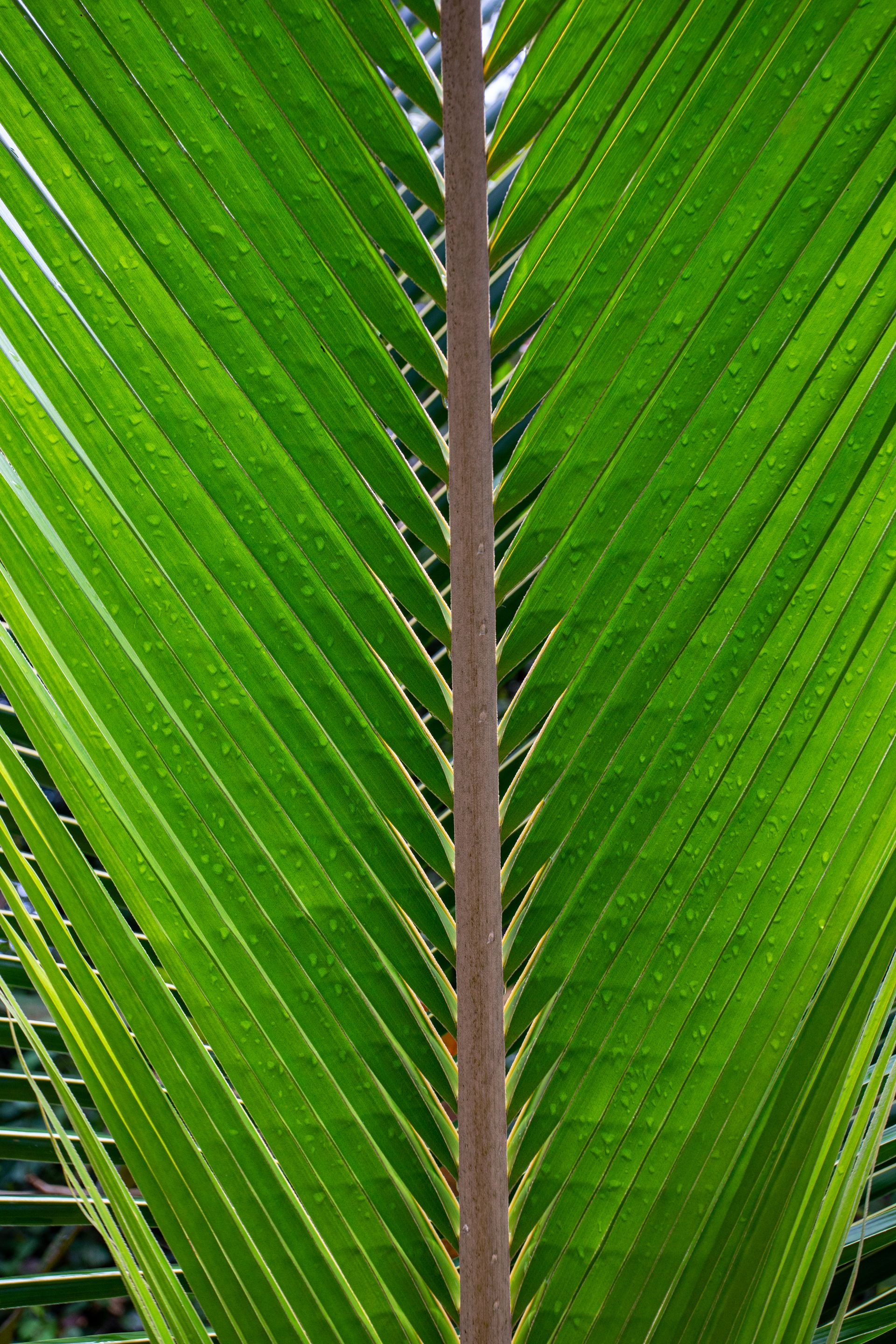 Entre Areias e Encantos - Boipeba e Moreré - 2 - 0