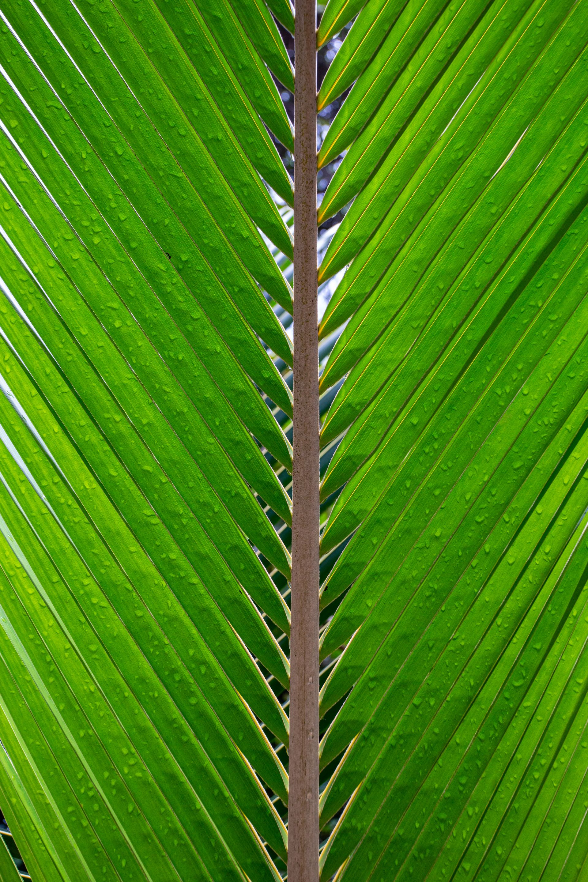 Entre Areias e Encantos - Boipeba e Moreré - 2 - 1