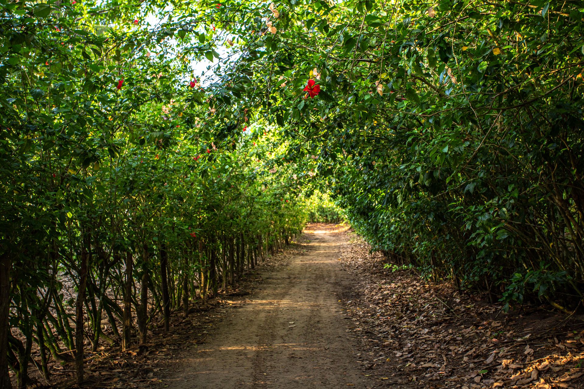 Entre Areias e Encantos - Boipeba e Moreré - 2 - 0