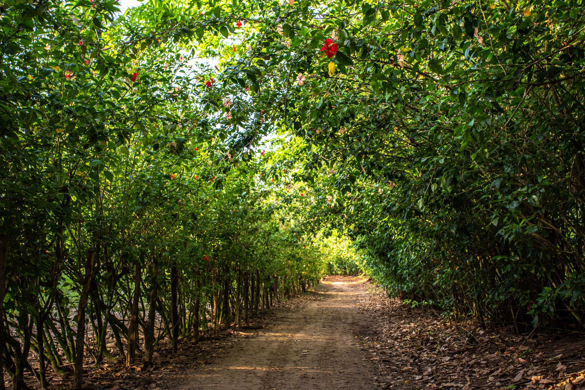 Entre Areias e Encantos - Boipeba e Moreré - 2 - 1