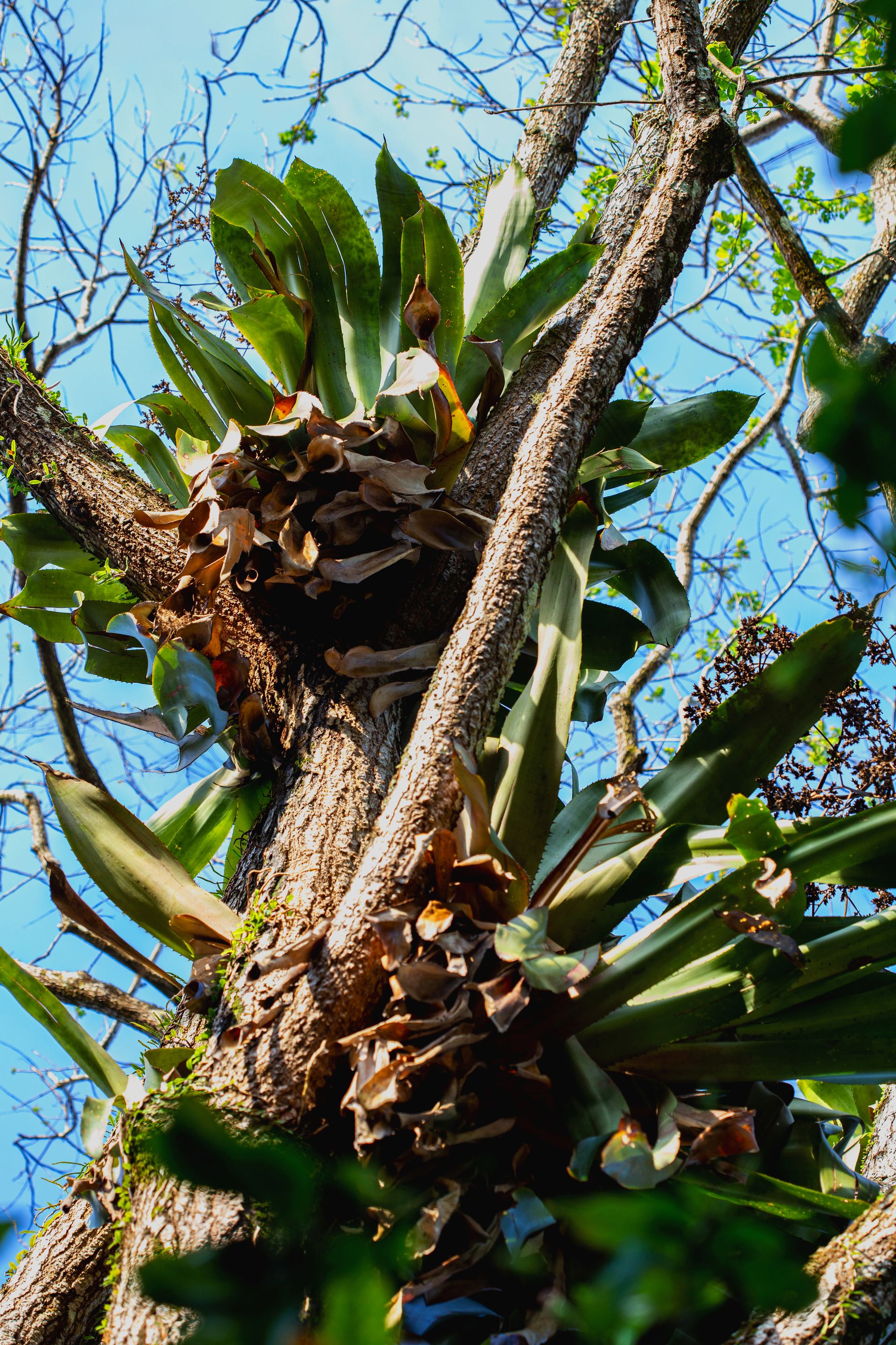 Entre Areias e Encantos - Boipeba e Moreré - 2 - 1