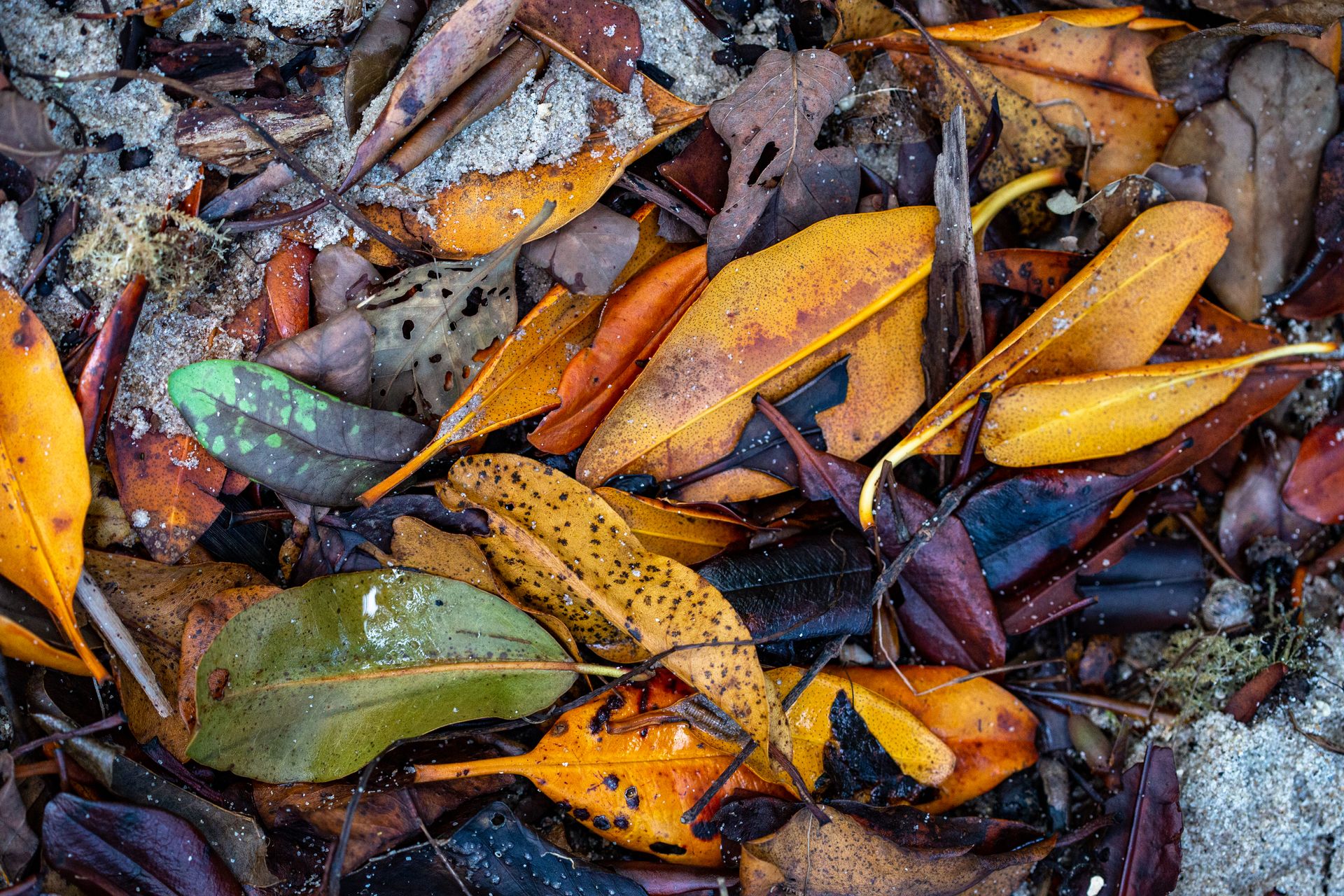 Entre Areias e Encantos - Boipeba e Moreré - 2 - 0