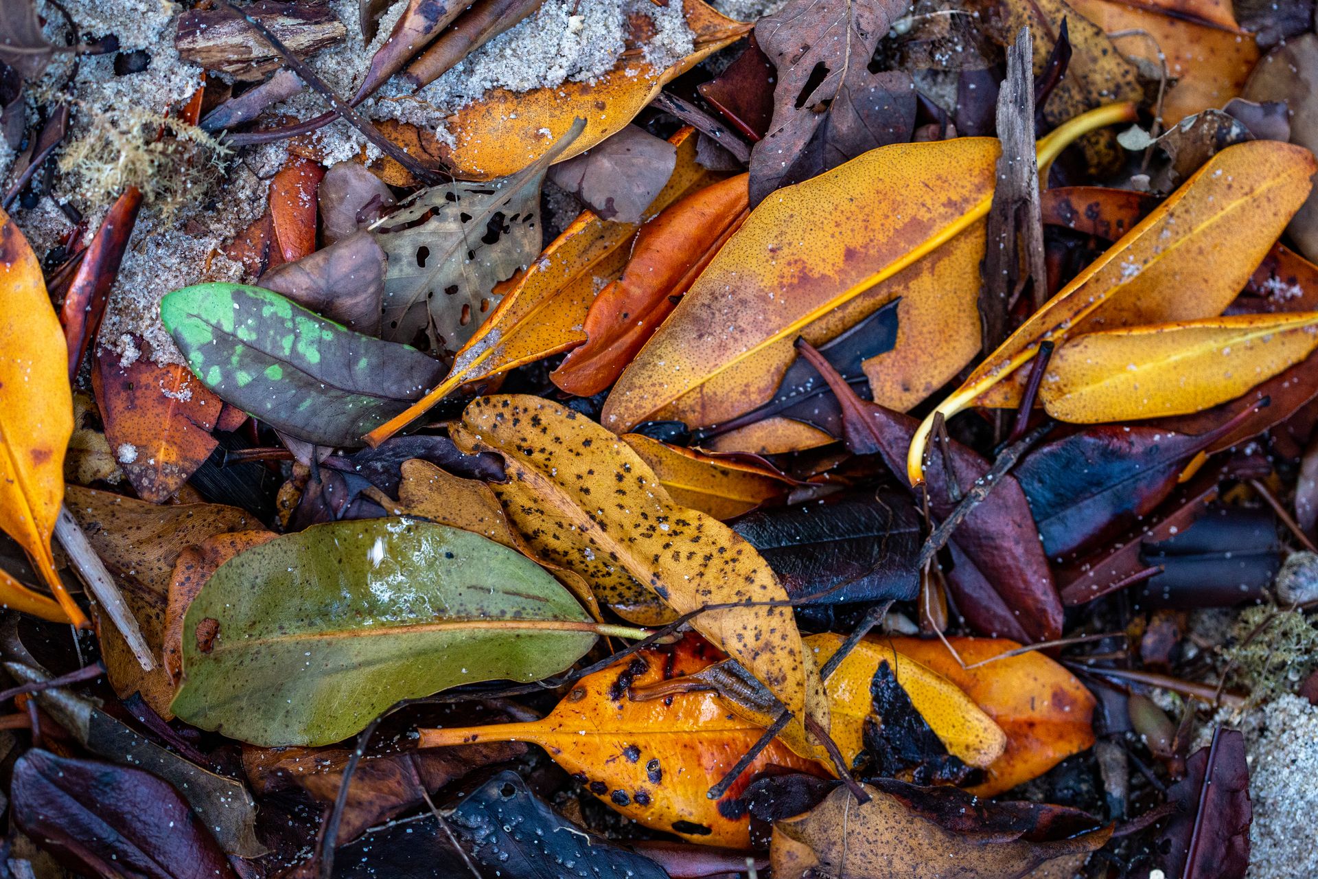 Entre Areias e Encantos - Boipeba e Moreré - 2 - 1