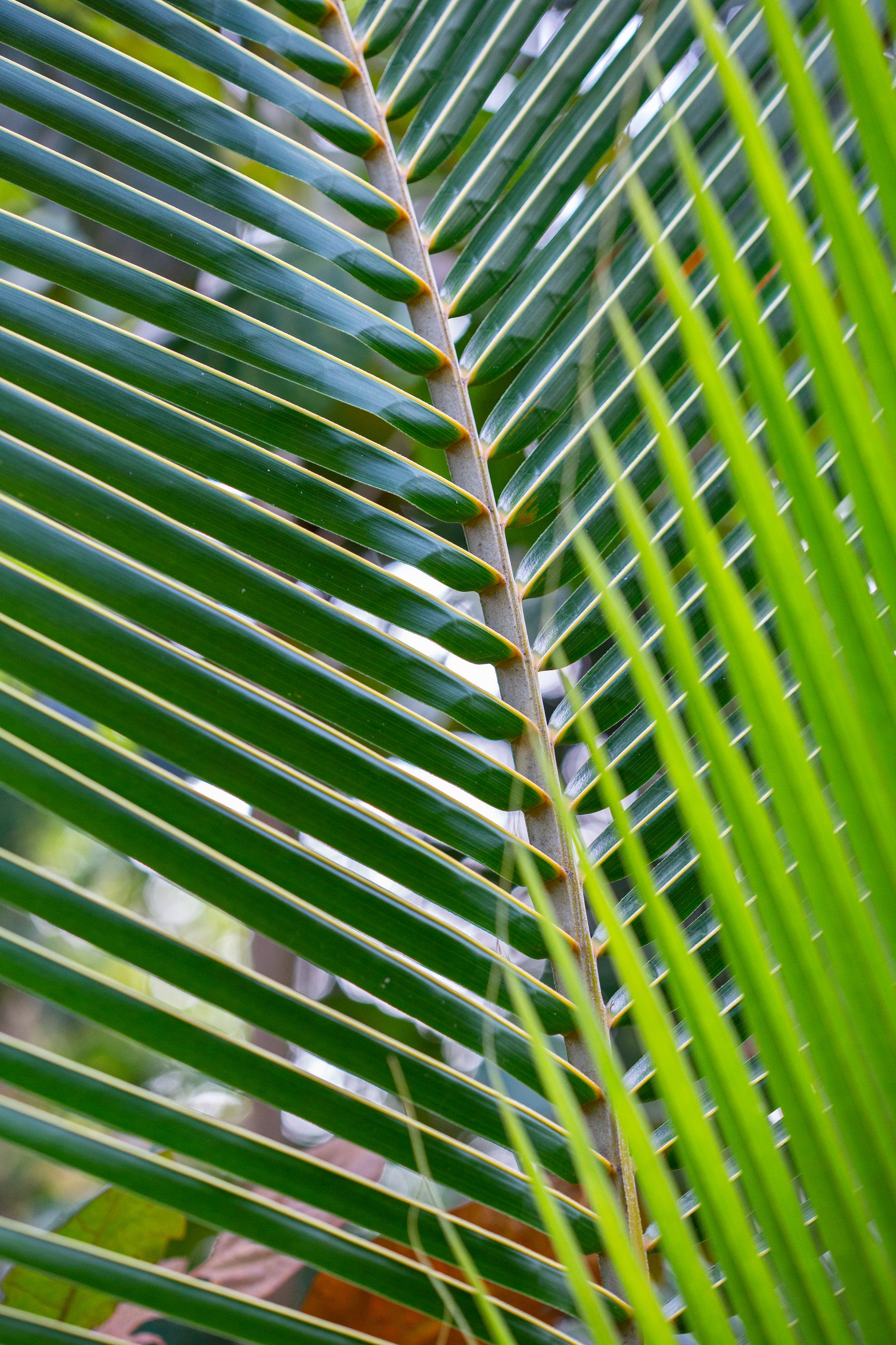 Entre Areias e Encantos - Boipeba e Moreré - 2 - 0