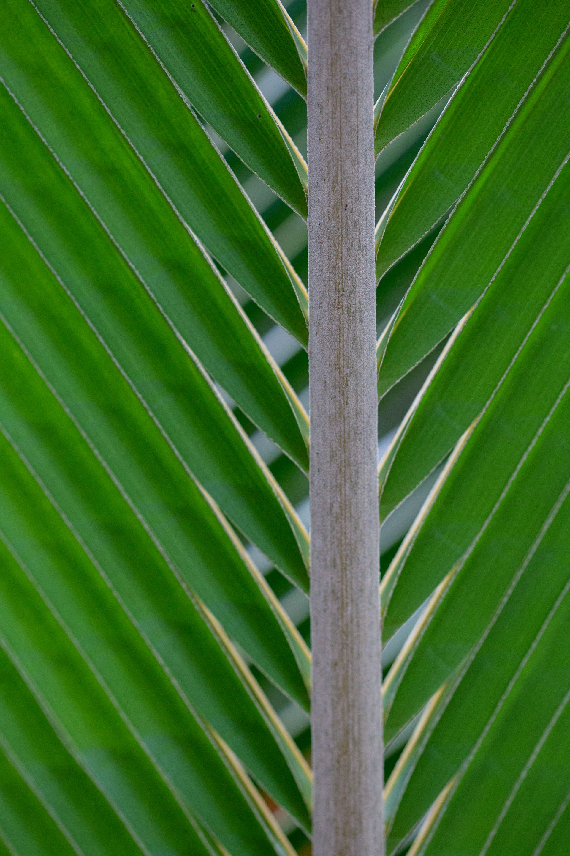 Entre Areias e Encantos - Boipeba e Moreré - 2 - 1