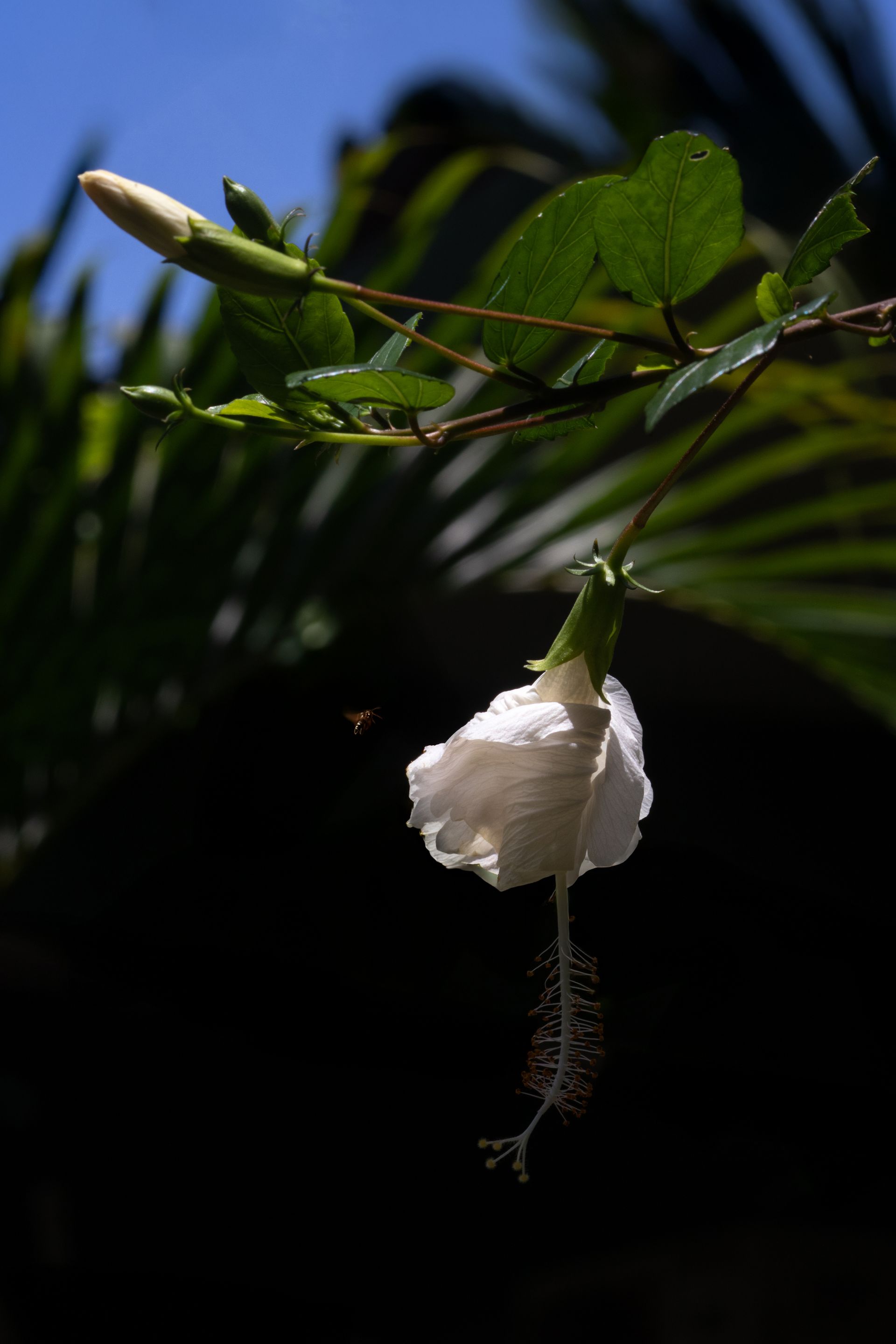 Meus Caminhos, Minha Ilha - Morro de São Paulo - 2 - 0