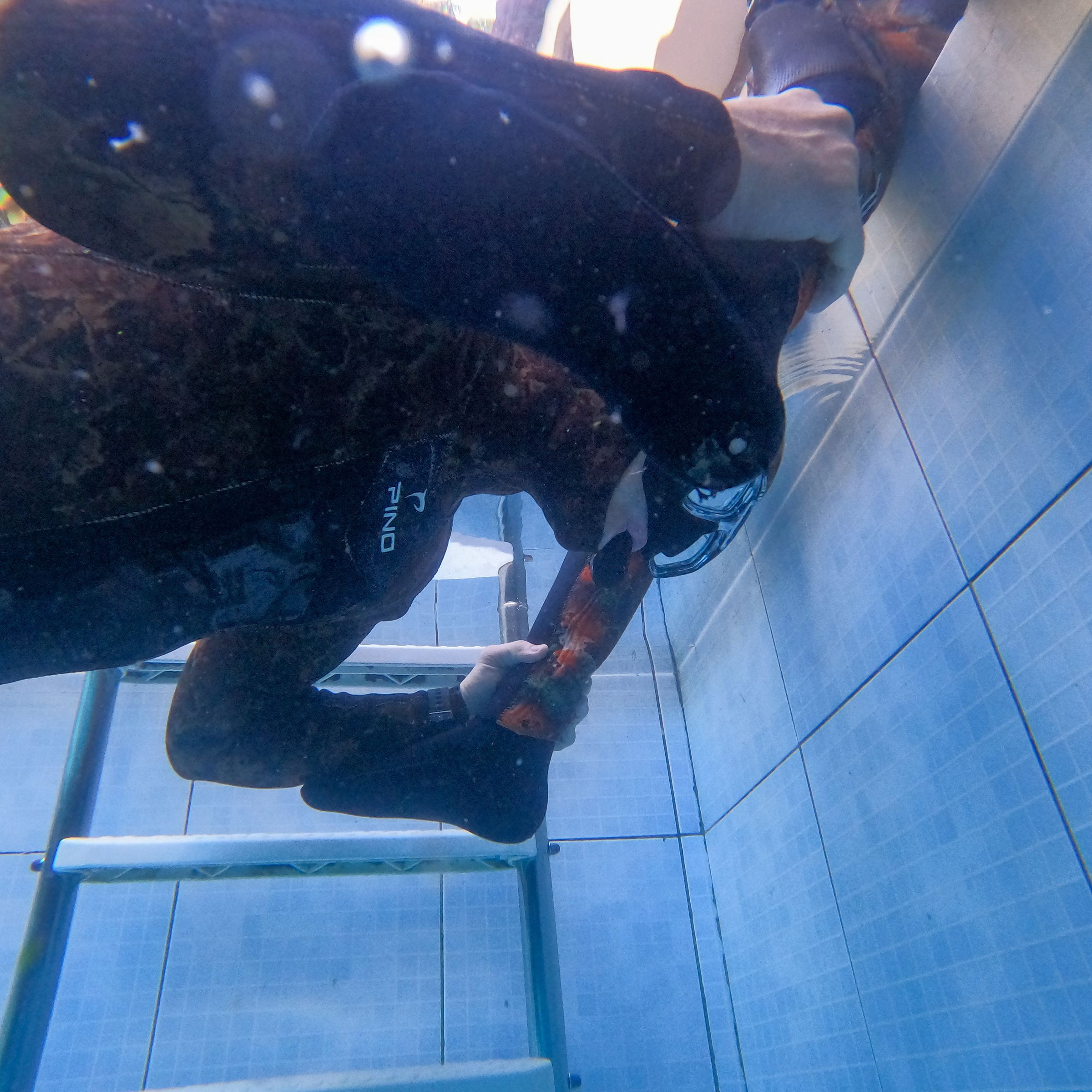 Curso de PESCA SUB em Vitória/ES - 4 - 37