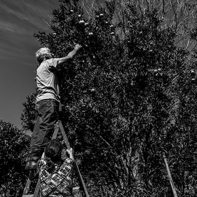 Vida na roça - Flávia Linhares - 1 - 2