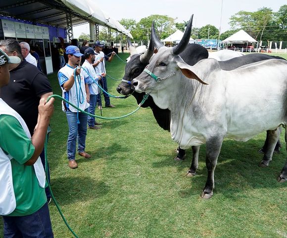 Expo Rio Preto - vitrine da pecuária brasileira com mil animais de raças zebuínas /expo-rio-preto-vitrine-da-pecuaria-brasileira-com-mil-animais-de-racas-zebuinas