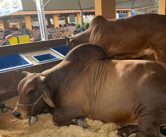Expo Rio Preto 2023 - cidade ganha unidade da Embrapa /expo-rio-preto-2023-cidade-ganha-unidade-da-embrapa
