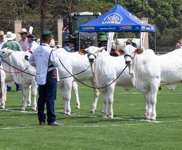 Expo Rio Preto movimenta 11 milhões em 5 dias /expo-rio-preto-movimenta-11-milhoes-em-5-dias