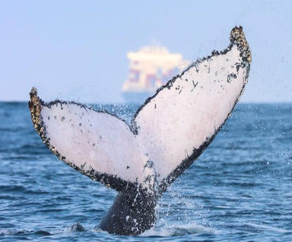 São Sebastião é opção para ecoturismo de avistamento de baleias /sao-sebastiao-e-opcao-para-ecoturismo-de-avistamento-de-baleias
