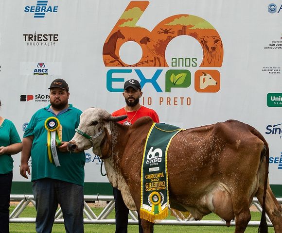Gir Leiteiro e Girolando detém 80% da produção de leite no País /gir-leiteiro-e-girolando-detem-80-da-producao-de-leite-no-pais