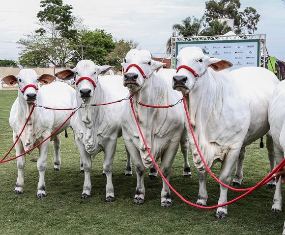 Expo Rio Preto Sicredi - bois premiados na Etapa Ouro Nelore /expo-rio-preto-sicredi-bois-premiados-na-etapa-ouro-nelore