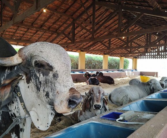 Intertech Leite traz pesquisador da Embrapa na Expo Rio Preto /intertech-leite-traz-pesquisador-da-embrapa-na-expo-rio-preto