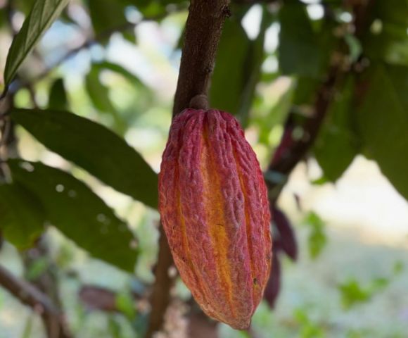 Rio Preto já cultiva Cacau para o mais puro chocolate /rio-preto-ja-cultiva-cacau-para-o-mais-puro-chocolate